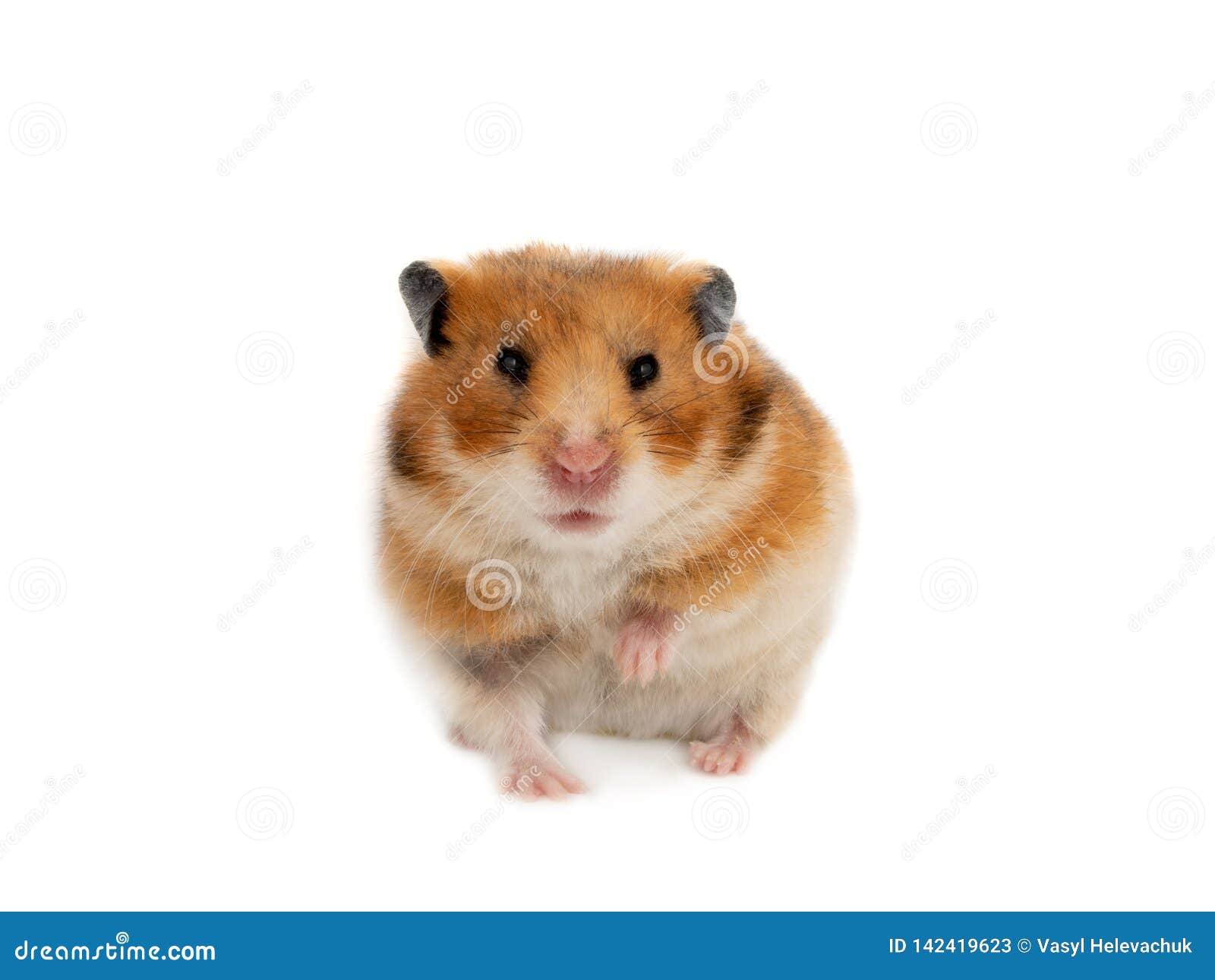 Syrian hamster isolated stock image. Image of rodent 142419623