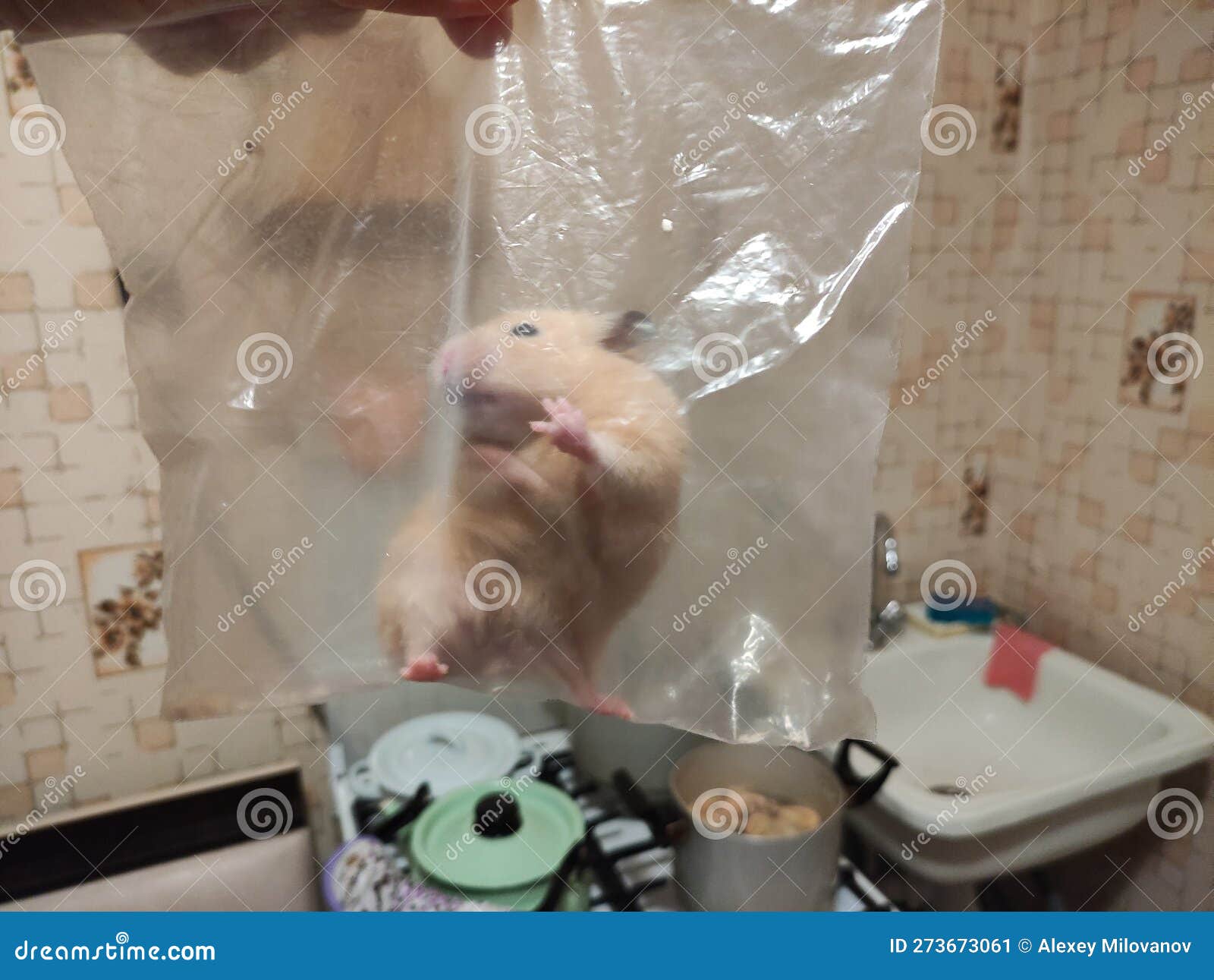 Syrian Hamster in the Plastic Bag Stock Image Image of background