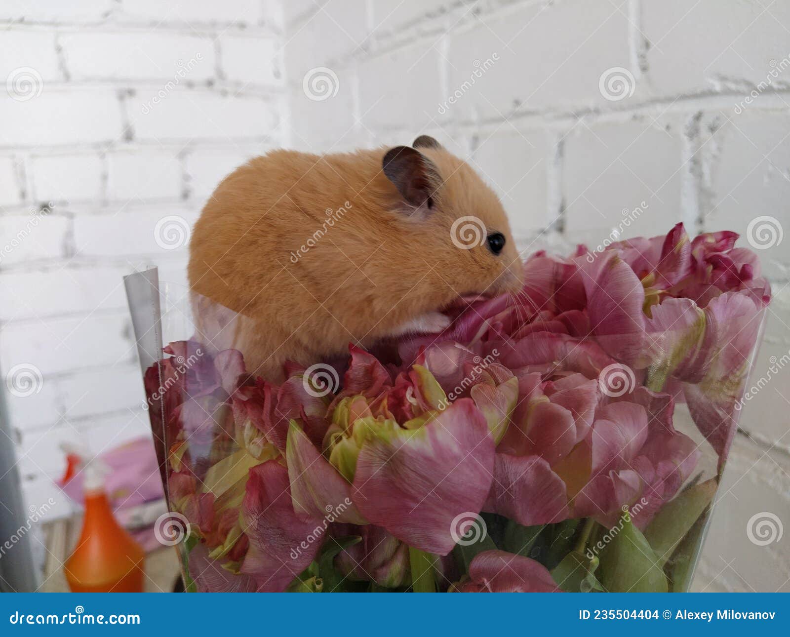 Syrian Hamster Sits in a Bouquet of Flowers Stock Photo Image of
