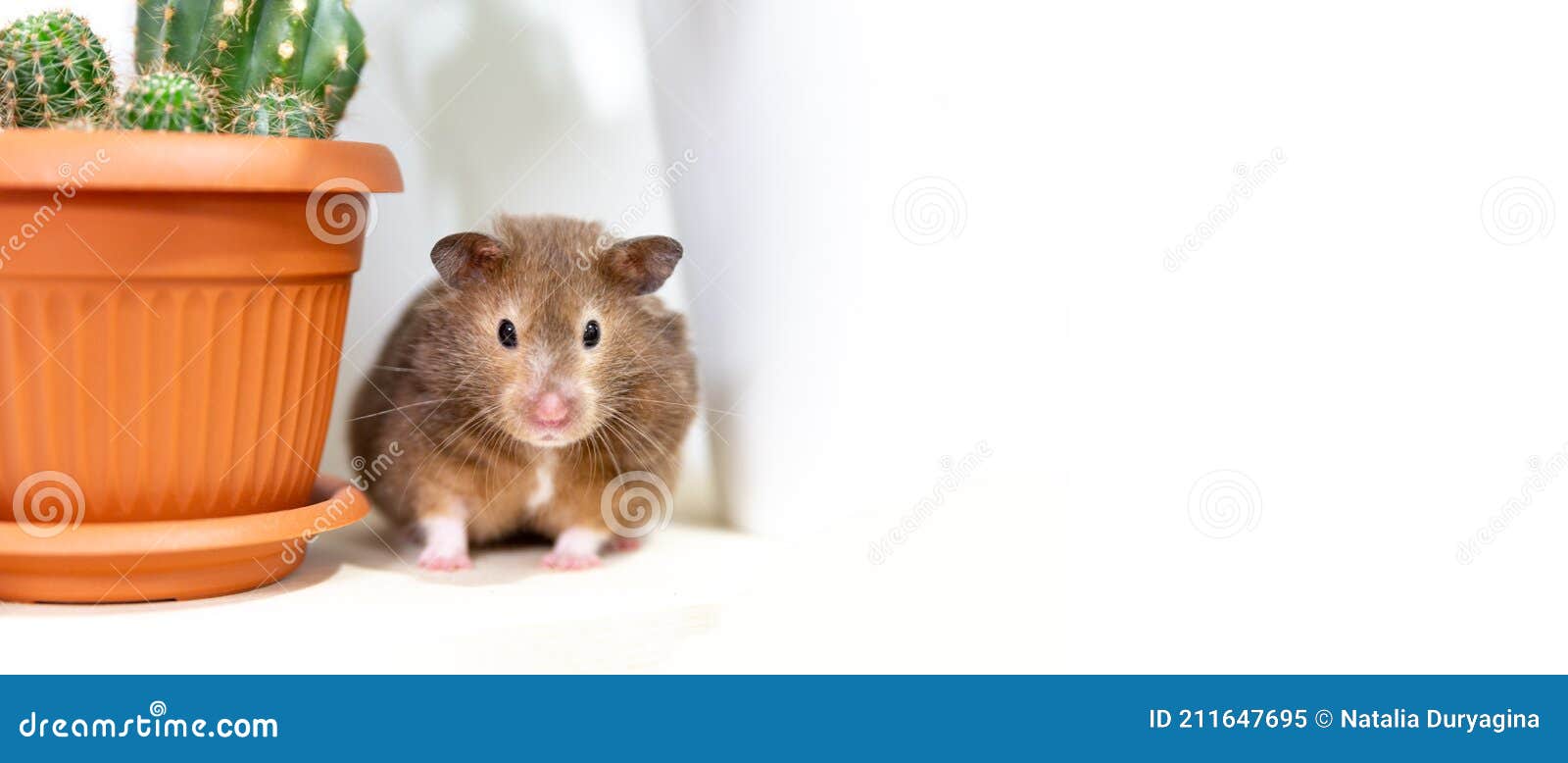 A Syrian Hamster Sits Next To a Potted Houseplant Cactus, Looking at the Camera. Stock Image - Image of rodent, mustache: 211647695 A Syrian Hamster Sits Next To a Potted Houseplant Cactus, Looking at the Camera. Stock Image - Image of rodent, mustache: 211647695