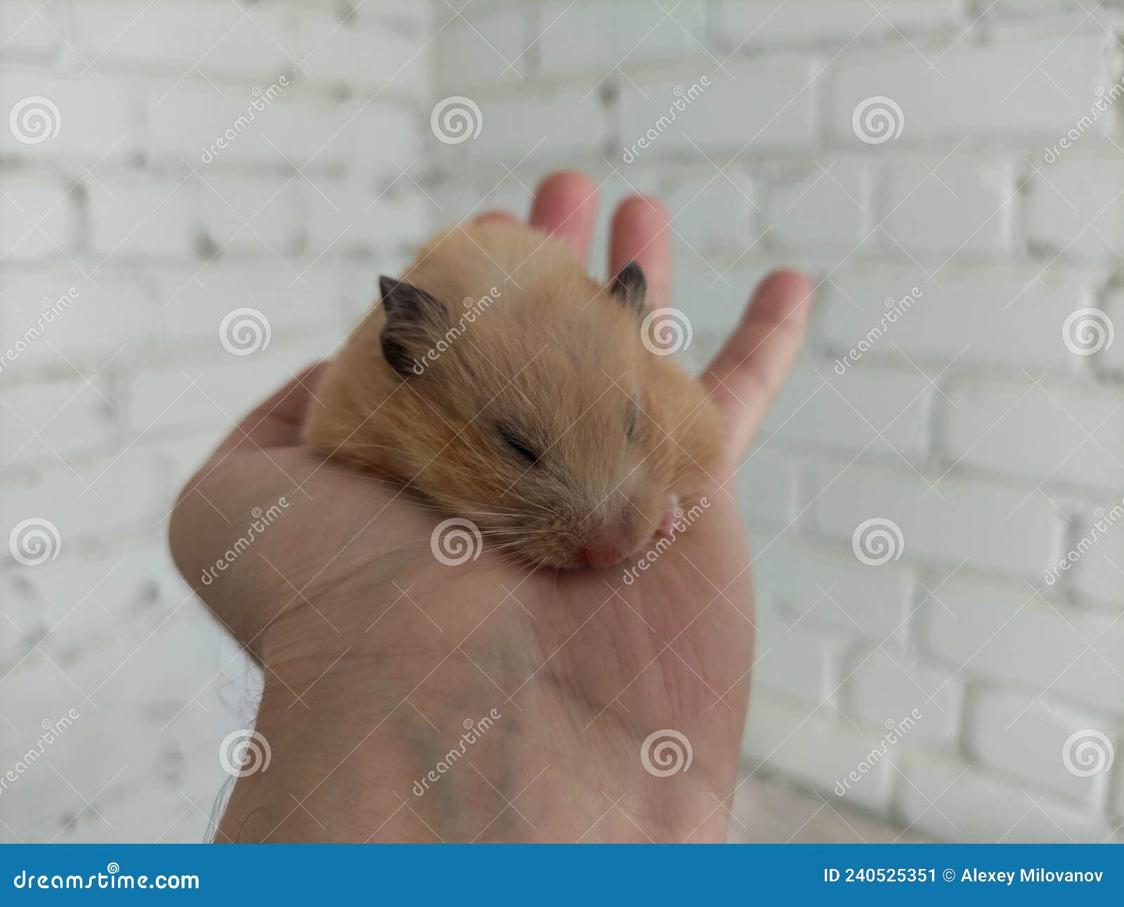 Syrian Hamster Sleeping in Hand Stock Image Image of cute, furry