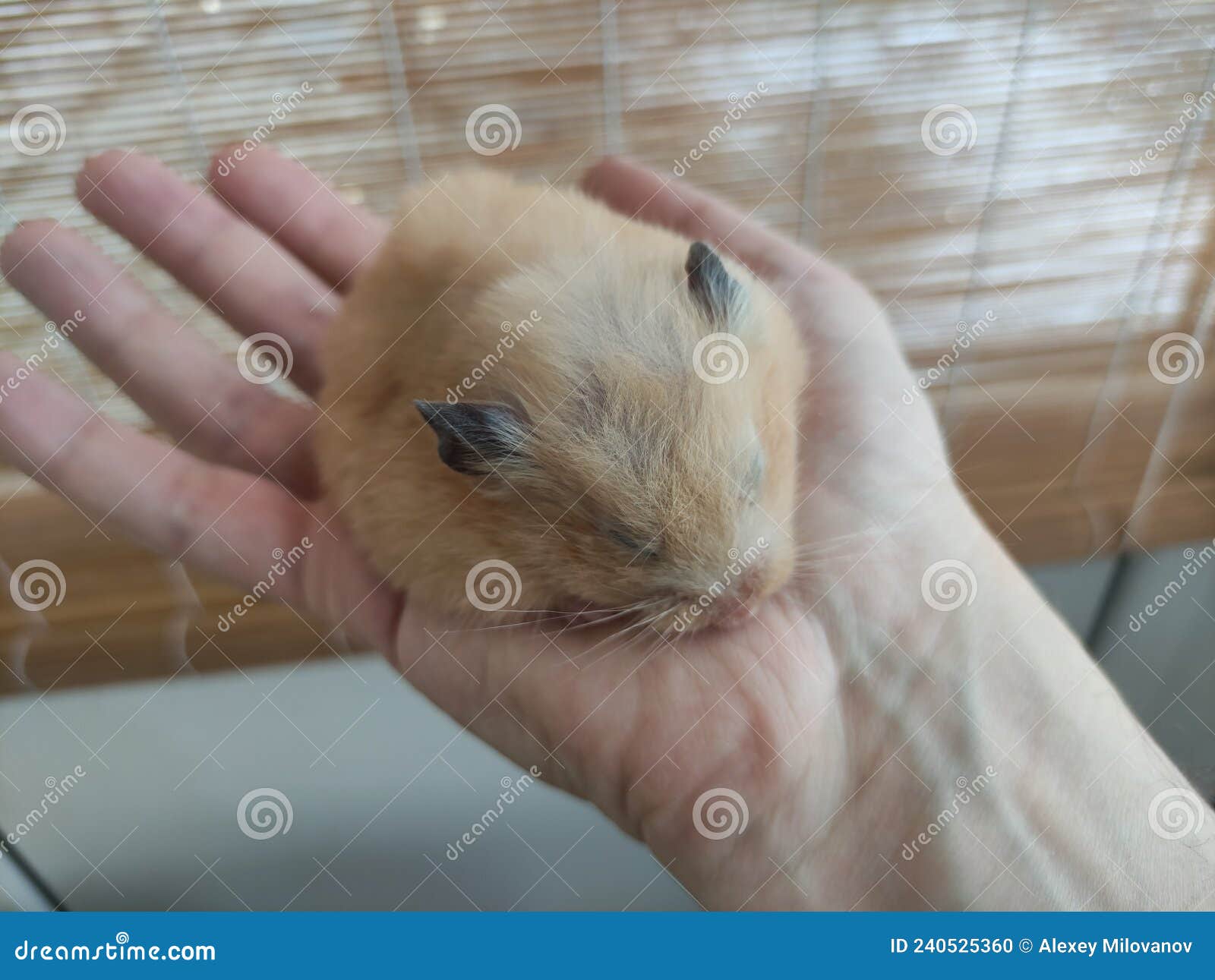 Syrian Hamster Sleeping in Hand Stock Photo Image of baby, hand