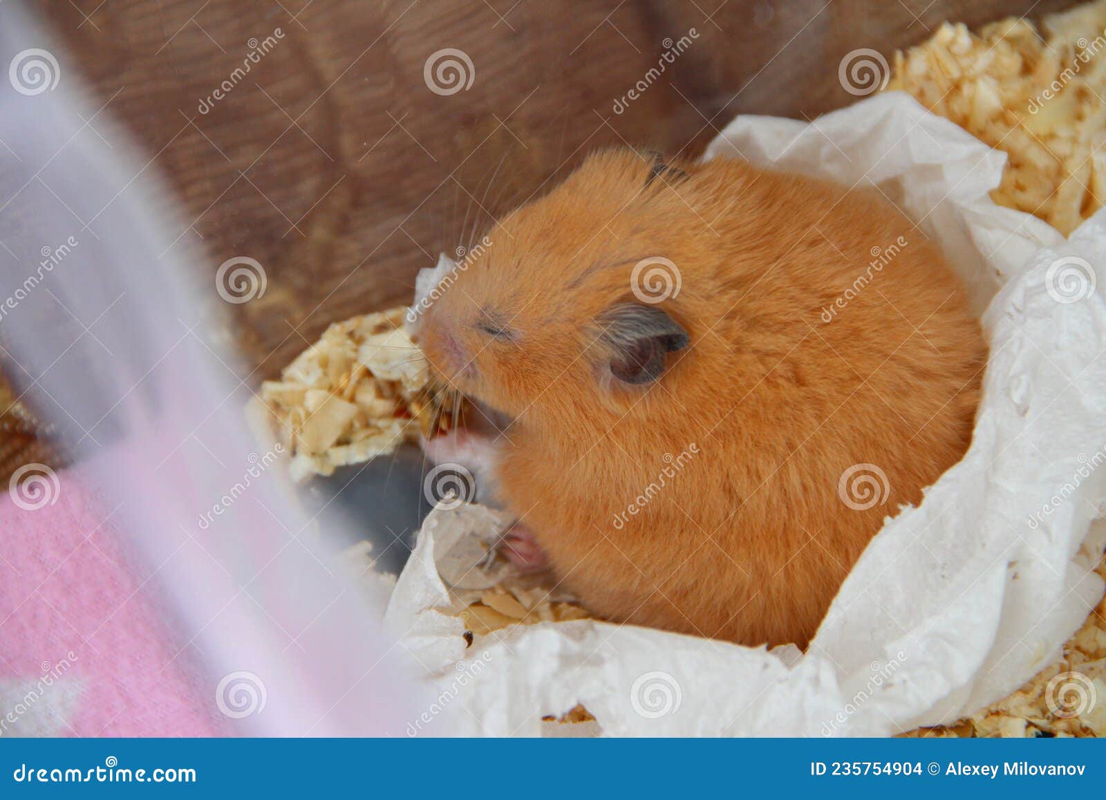 Syrian Hamster Sleeping in Sawdust Stock Photo Image of little, life