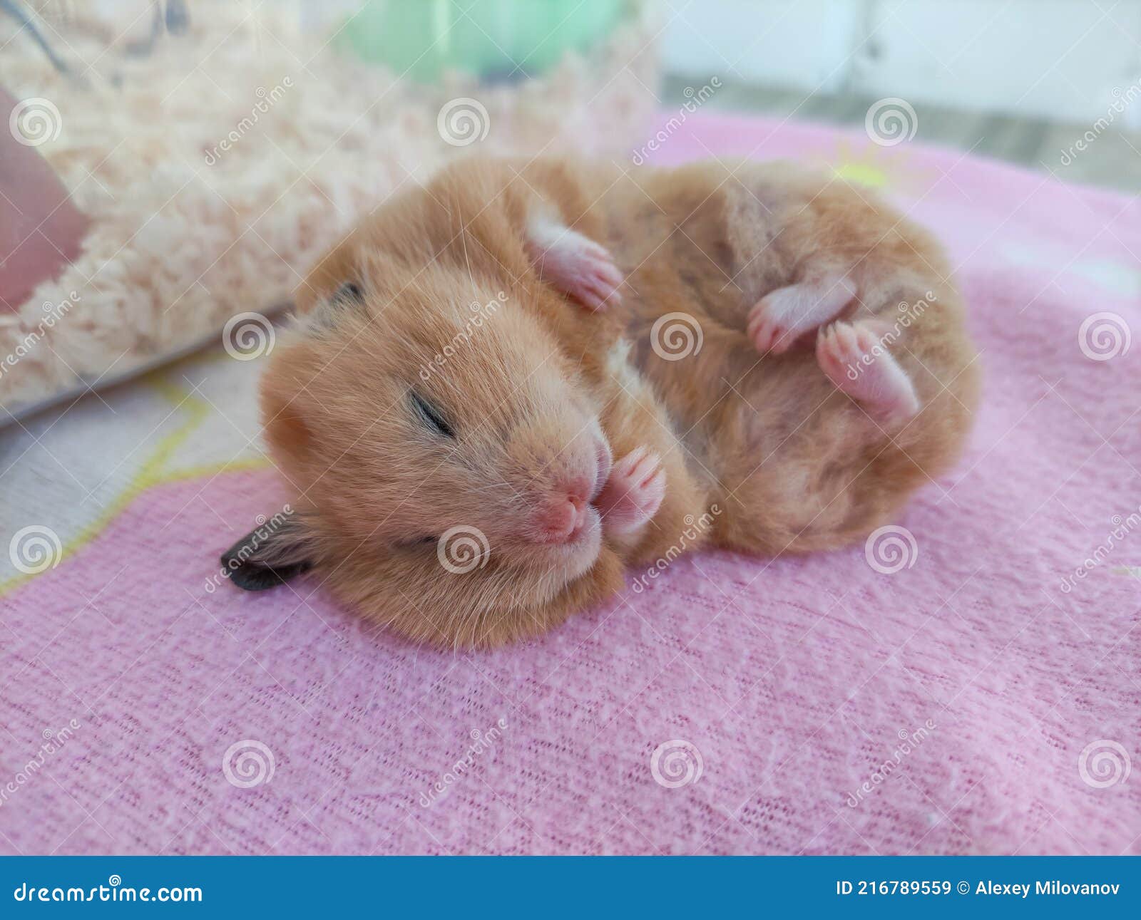 Syrian Hamster Sleeps on Its Side with Protruding Ear Stock Image ...