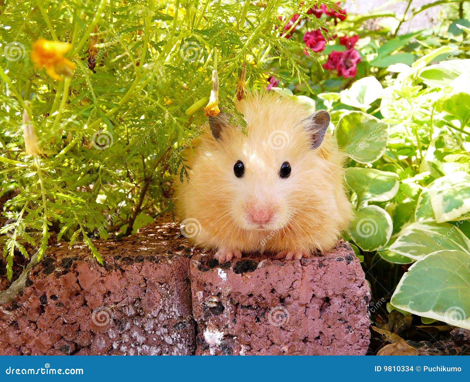 685 Spring Hamster Stock Photos - Free & Royalty-Free Stock Photos from  Dreamstime