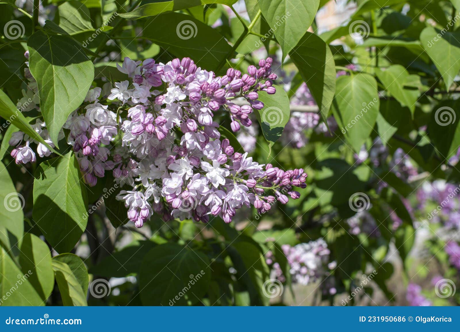 syringa flower lilac blossom natrual color background