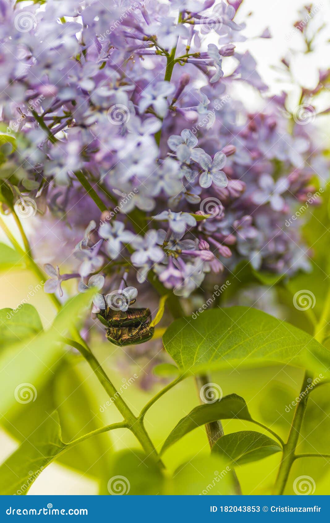 Syringa Vulgaris is a Species of Flowering Plant in the Olive ...