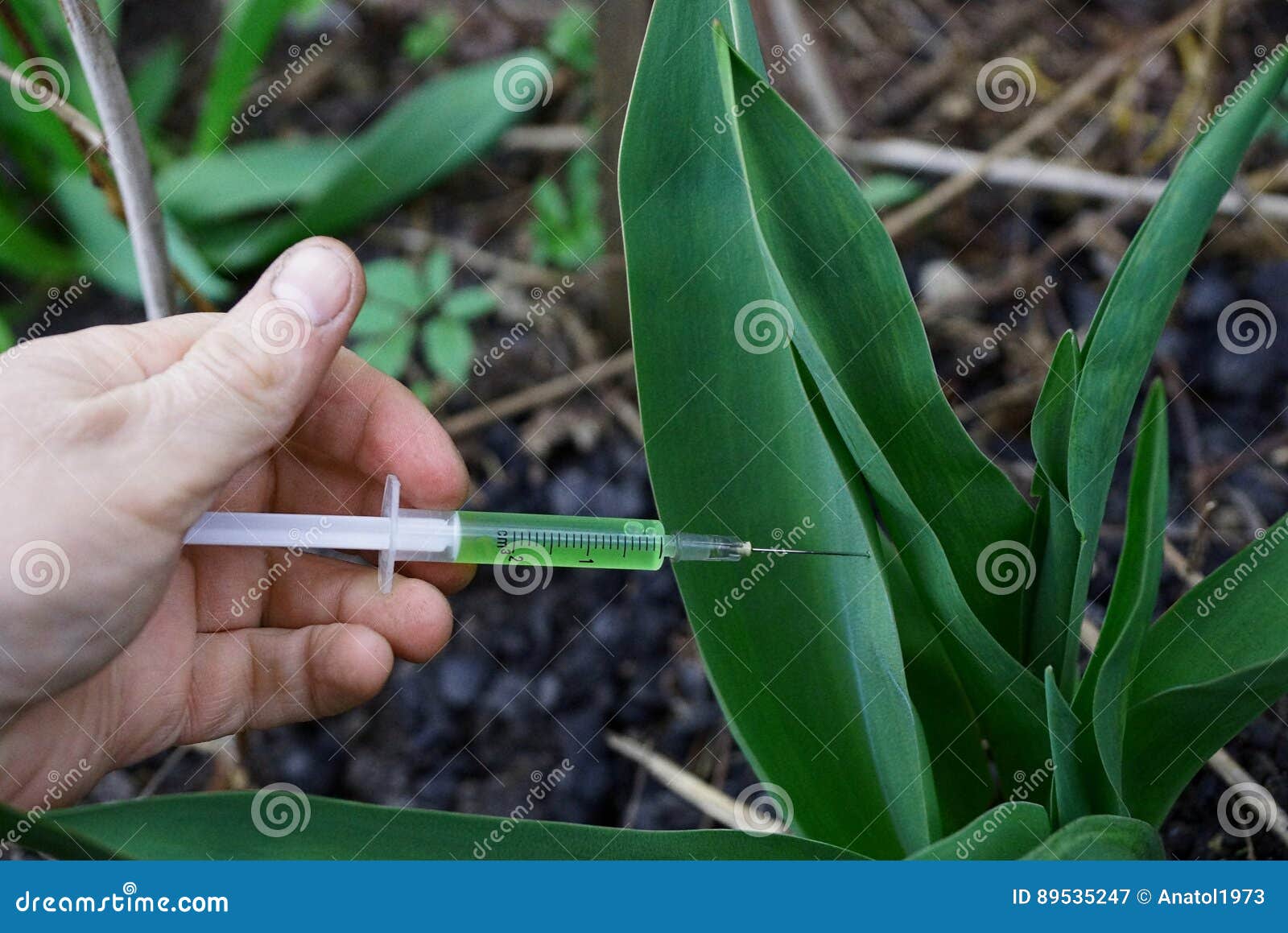 Syringe with Green Liquid in a Plant Stock Image Image of outdoors
