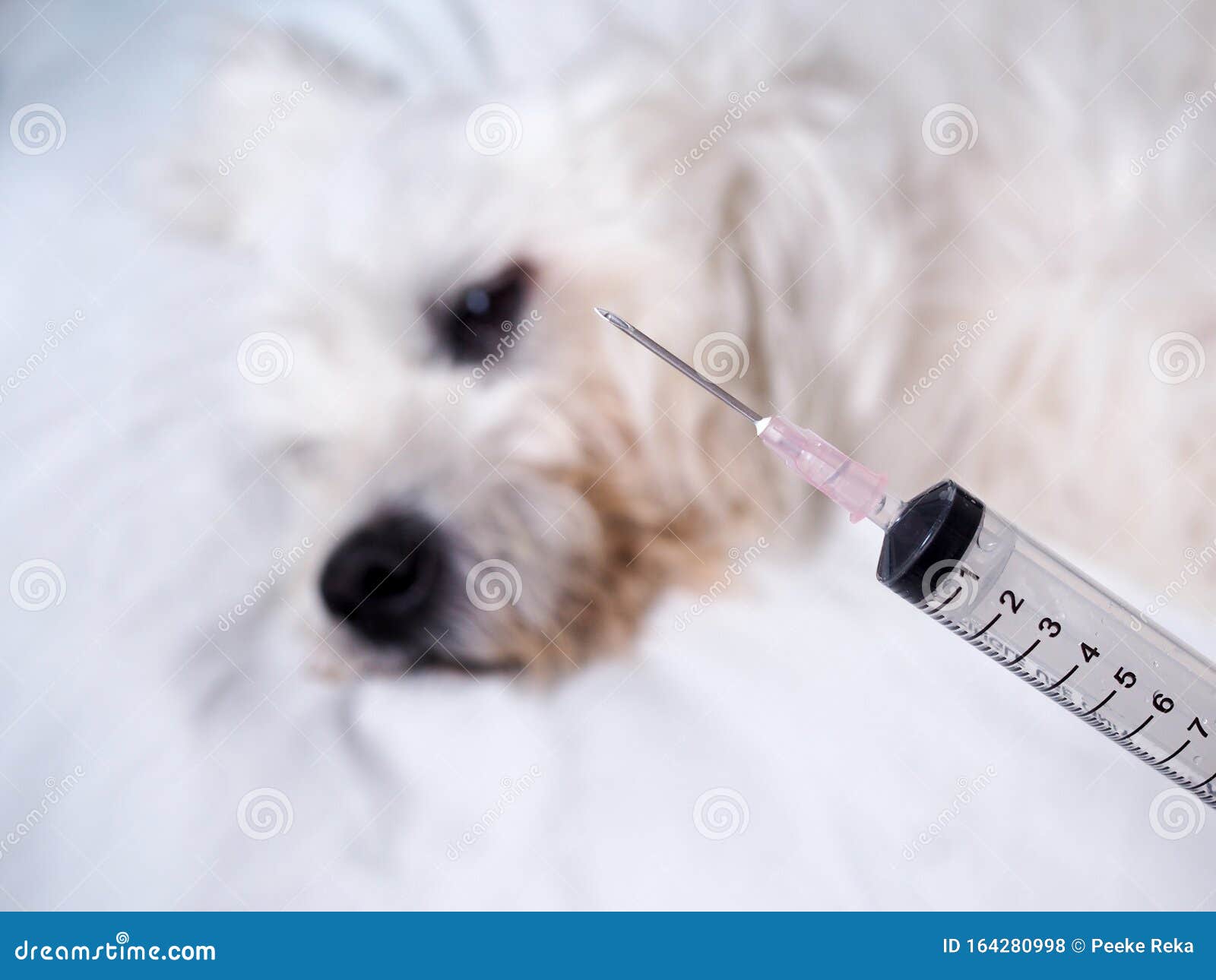 Syringe Needle Hypodermic Injection of Sick Dog Stock Photo Image of