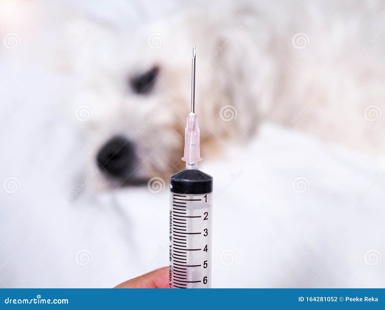 Syringe Needle Hypodermic Injection of Sick Dog Stock Photo Image of