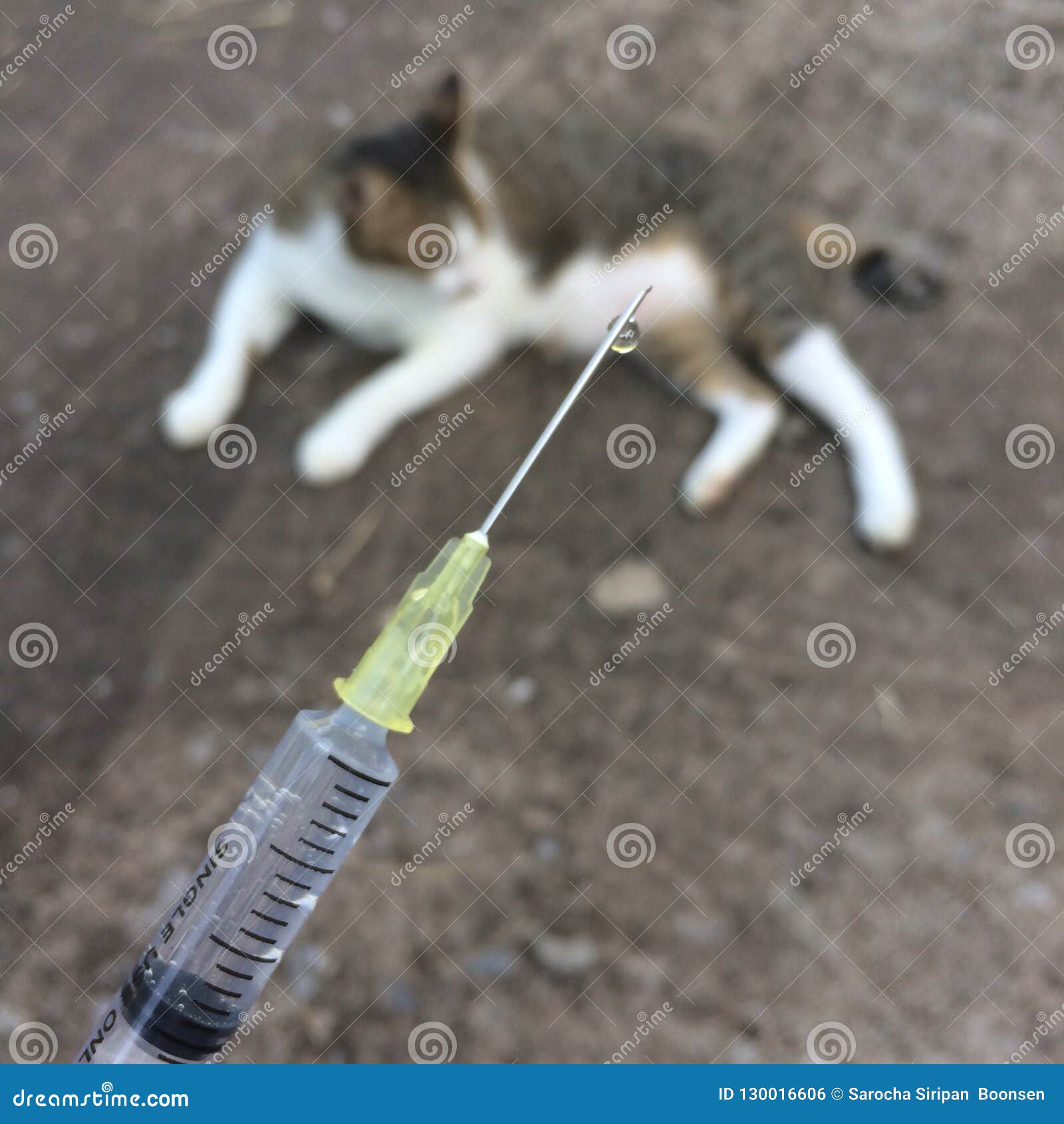Closed Up Image of Syringes with Pets Stock Photo Image of feline