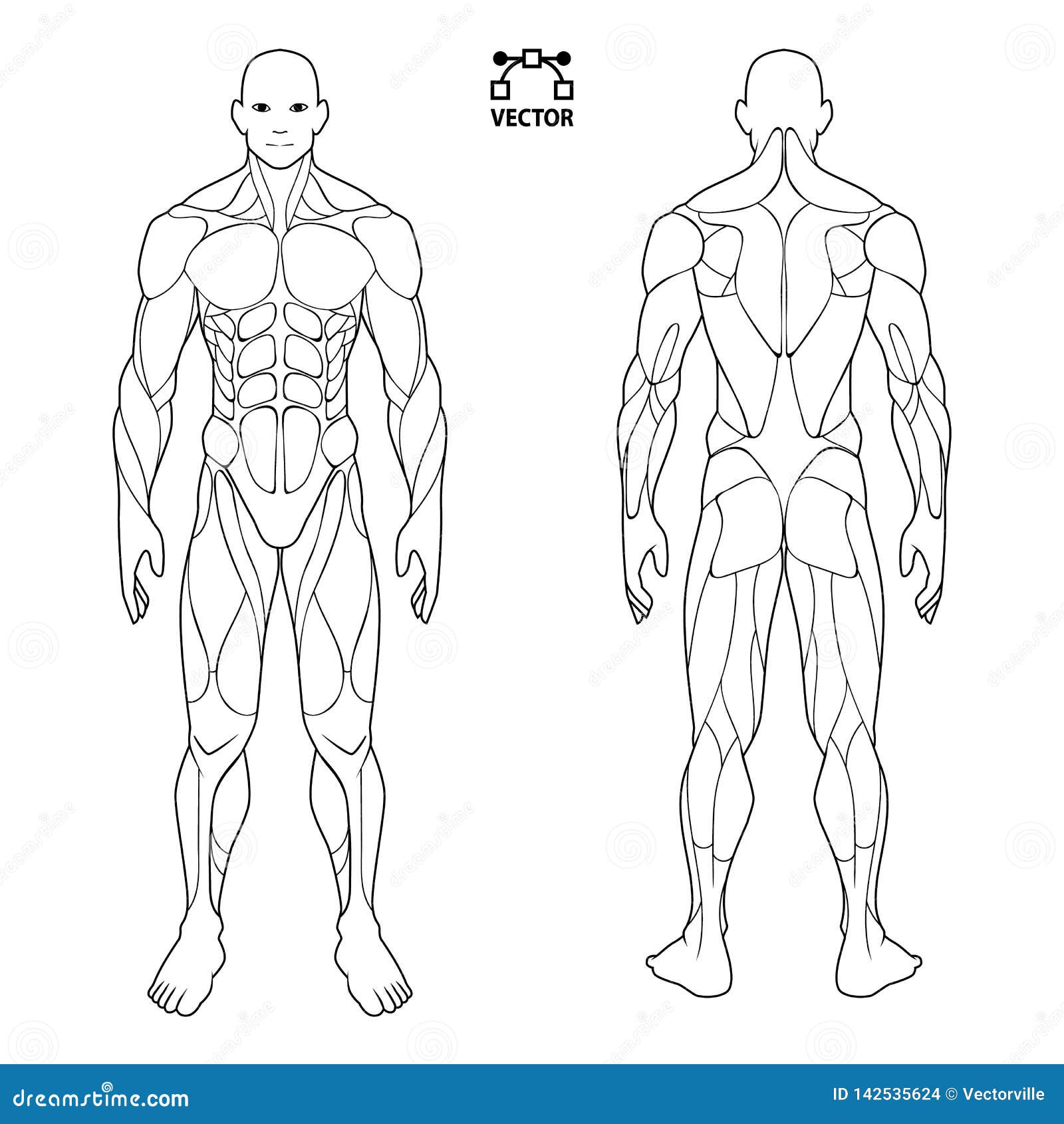 Sistema Muscular Para Colorir - MODISEDU