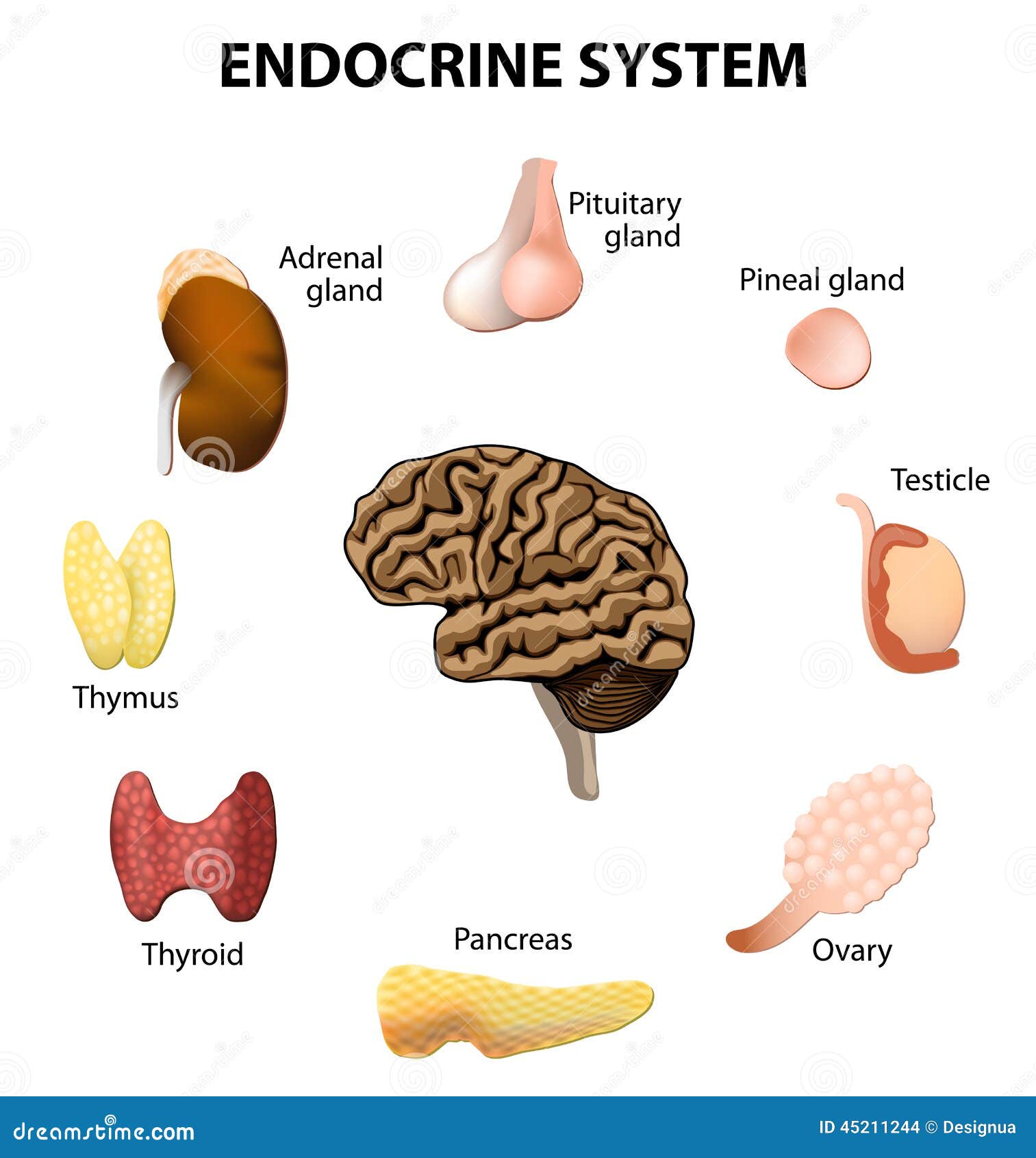 Système Endocrinien Placez Les Graphismes Illustration de Vecteur