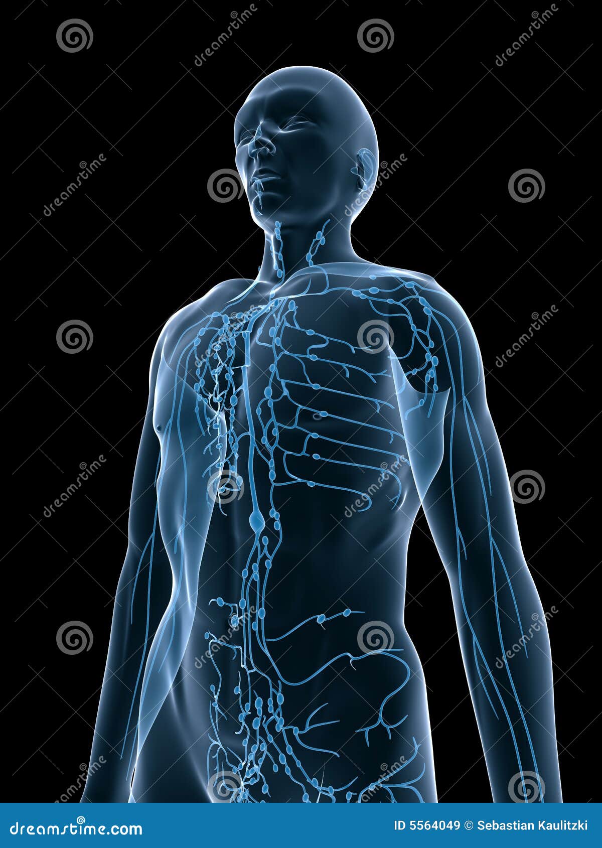 Système Lymphatique Illustration Stock Illustration Du Tête 5564049