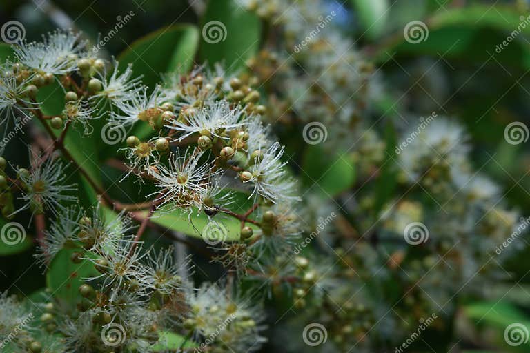 Syzygium Myrtifolium Flowers are Blooming in Summer Stock Image - Image ...