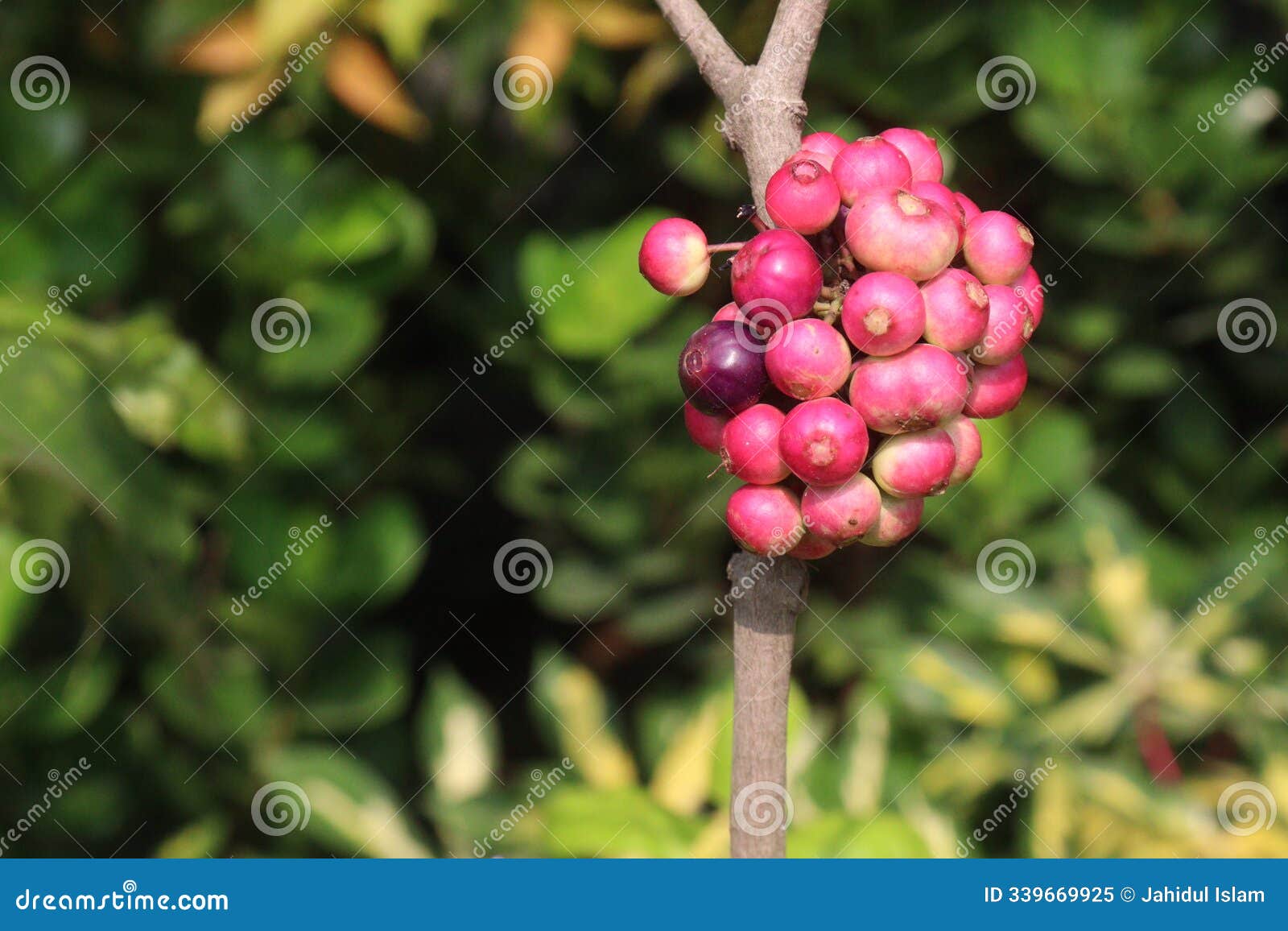 syzygium polyanthum small fruit on tree in nursery