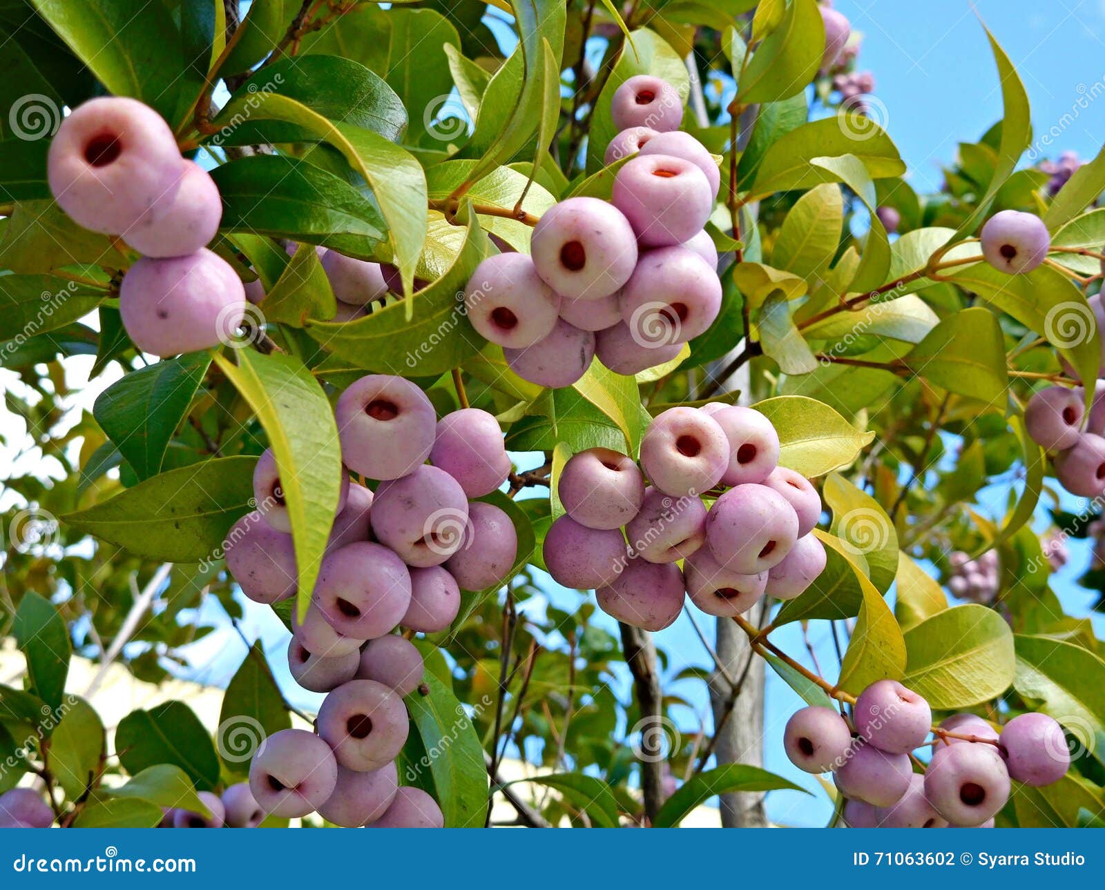 syzygium smithii (lilly pilly)