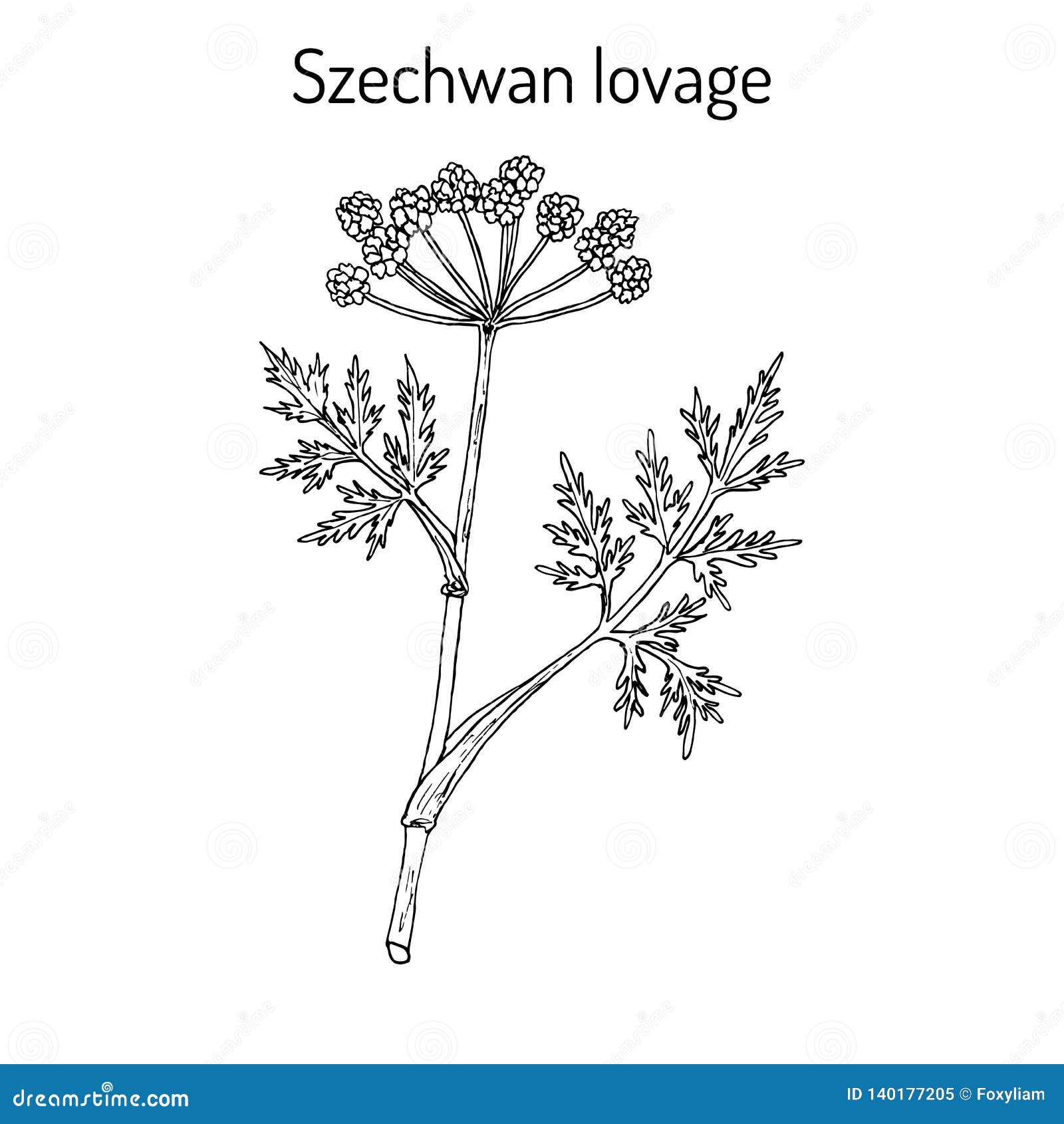 Szechwan Lovage Ligusticum Wallichii , Medicinal Plant Stock Vector ...