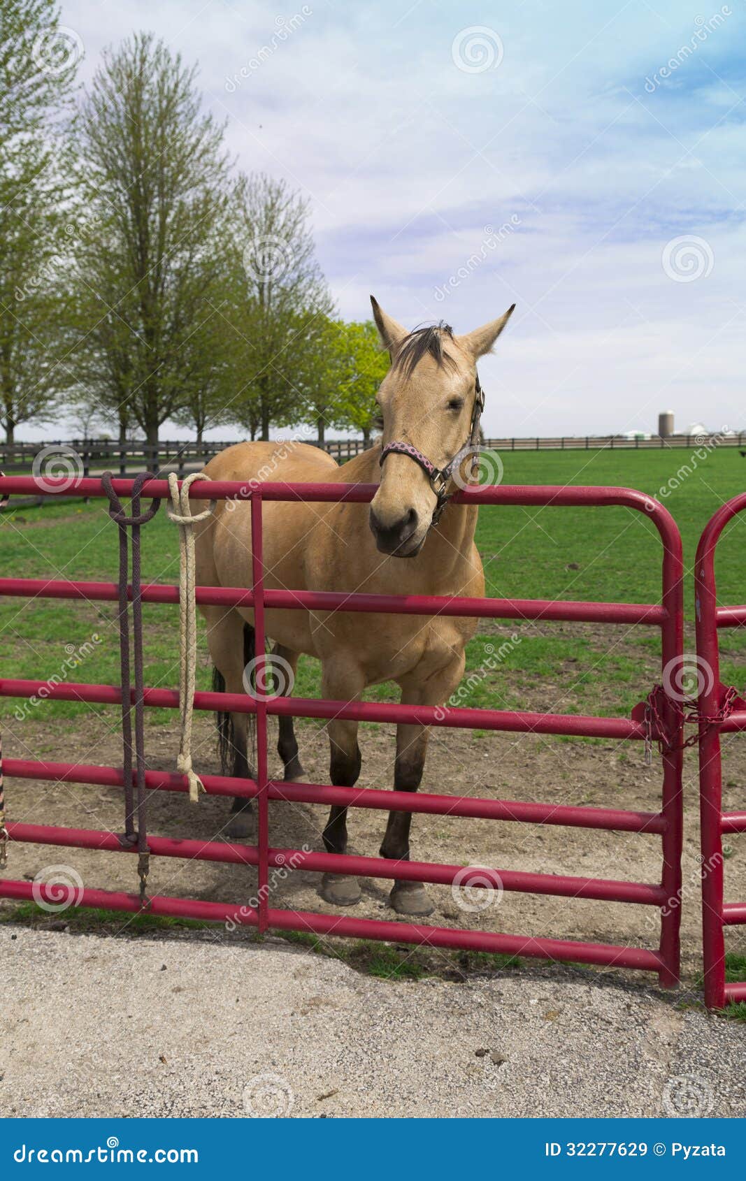 Sämskskinns- häst. Barnet polerar hästen bak staketet