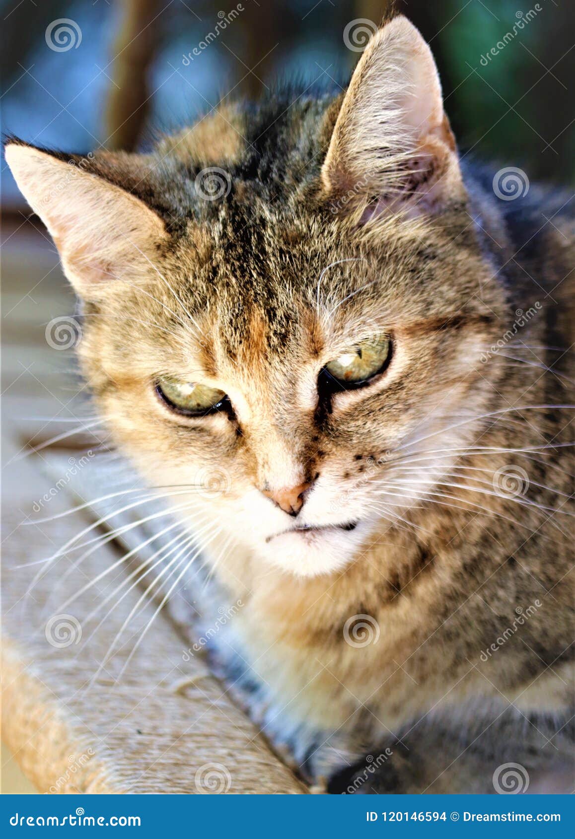 Söt strimmig kattkatt i reflekterande moode. Denna söta äldre strimmig katt tycker om hennes utomhus- tid som upp blöter solen och jagar jordekorrarna