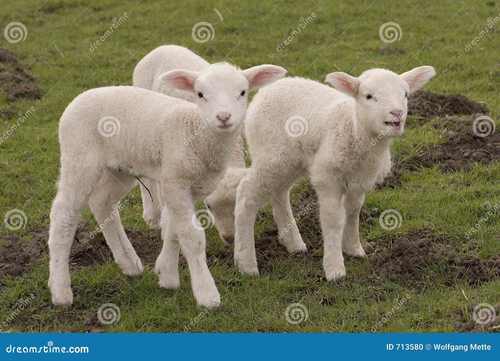 Süße Lämmer stockfoto. Bild von tier, wiese, schätzchen 713580