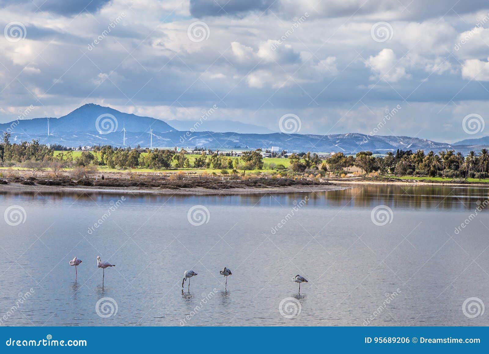 Słone jezioro z flamingami blisko Larnaka, Cypr - przezimowywać ptaki, martwy sezon, atrakcja turystyczna