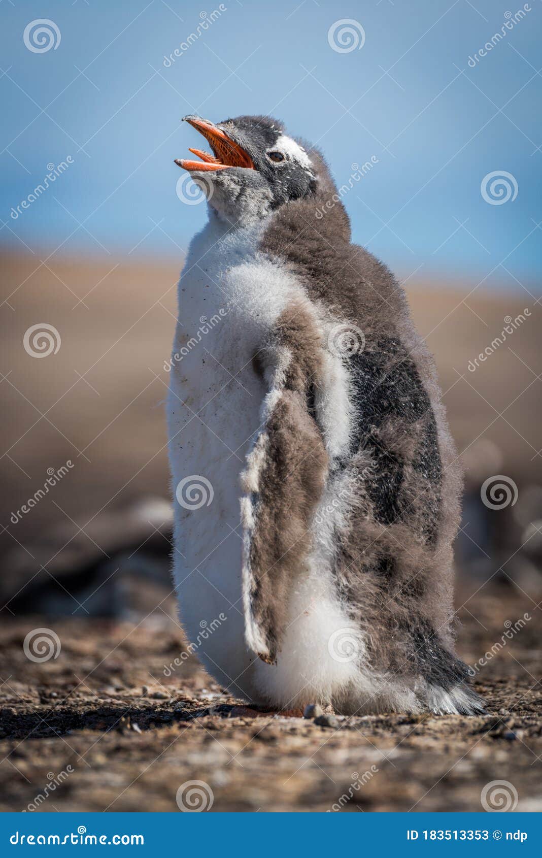 Słoneczna laska pingwinowa gento z otwartym dziobem