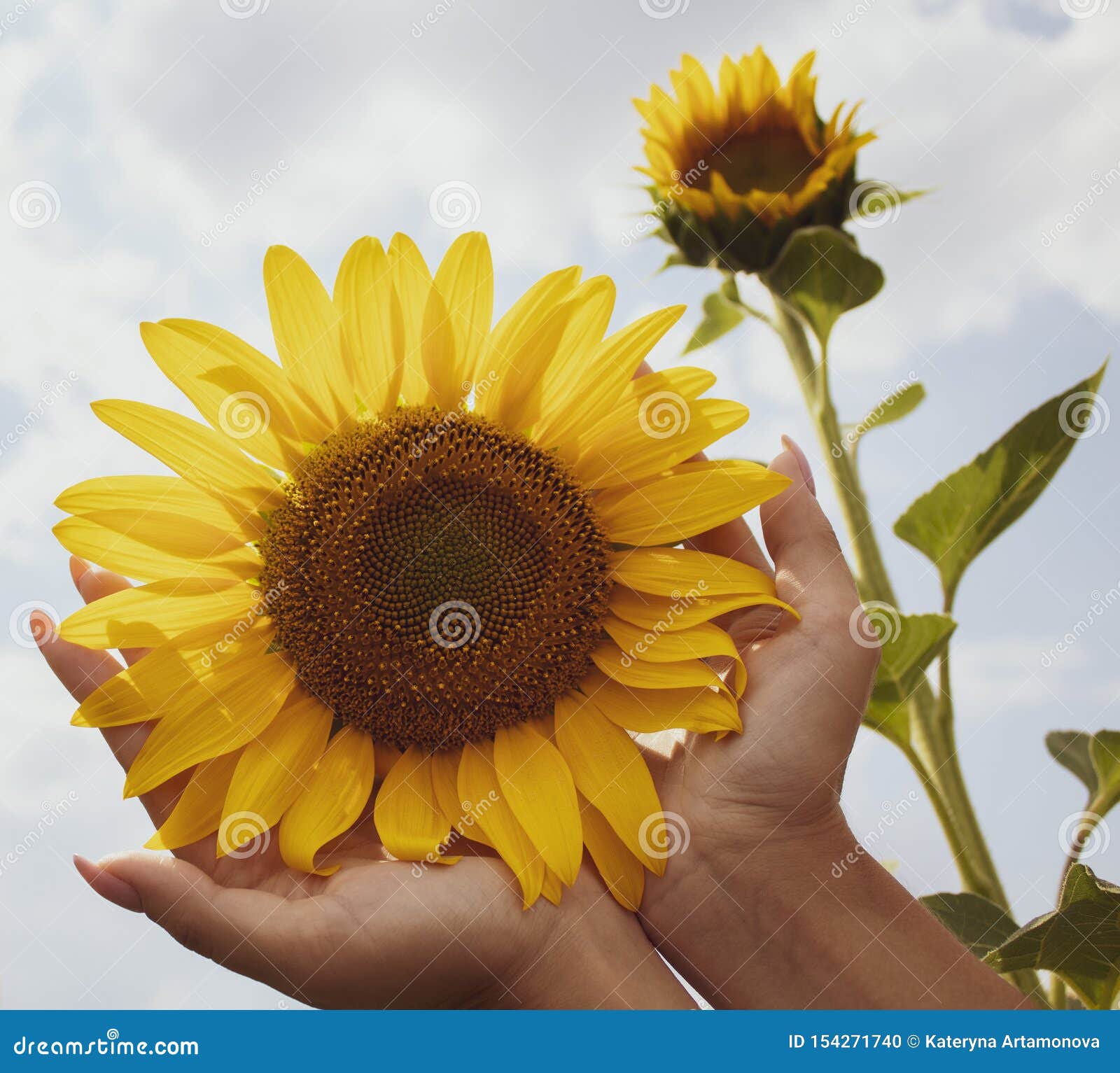 Sunflower in female hands. Beautiful natural background. There is a place for text. Sunflower in female hands on a background of bright sky. Close-up. Beautiful natural background. There is a place for text. Lots of free space.