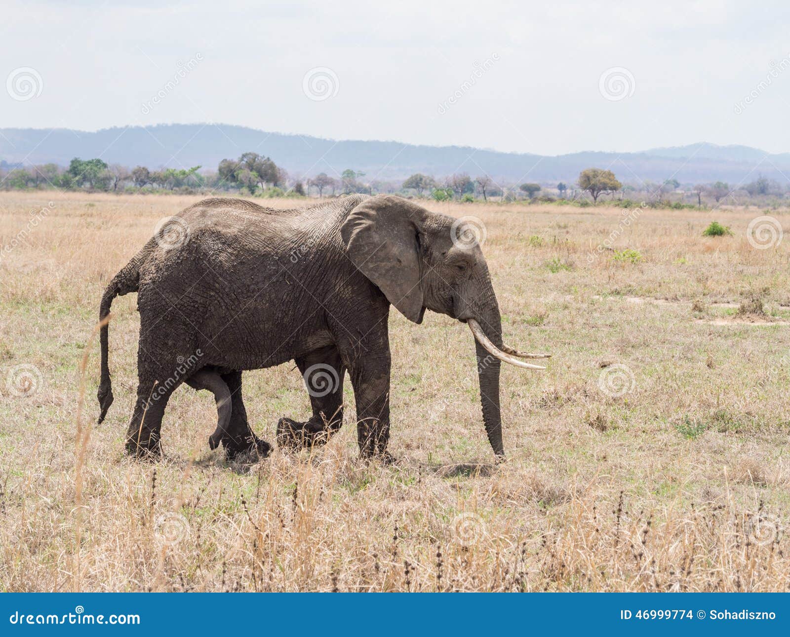 Męski słoń na sawannie w Tanzania, Afryka