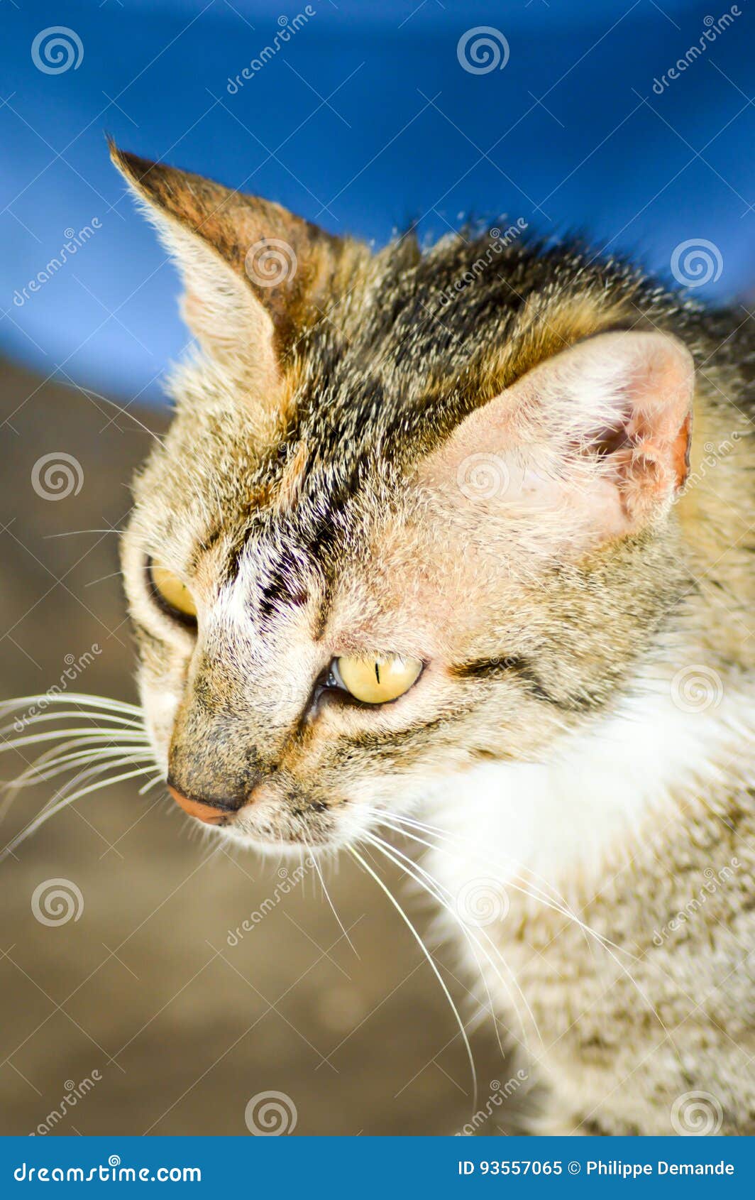 Tête Dun Chat Gris Et Noir Image Stock Image Du Race