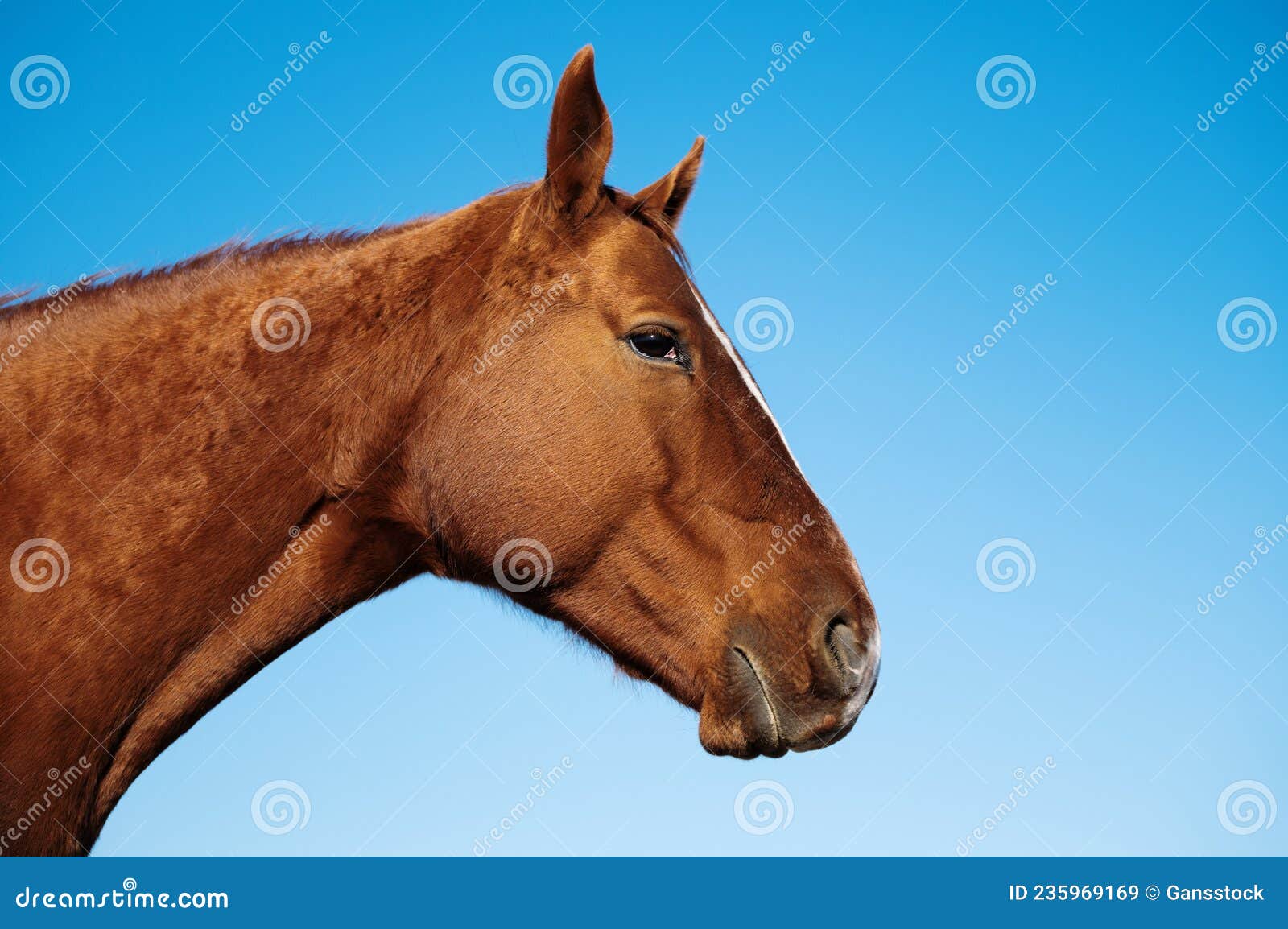 Tête d'un cheval brun image stock. Image du crinière - 235969169