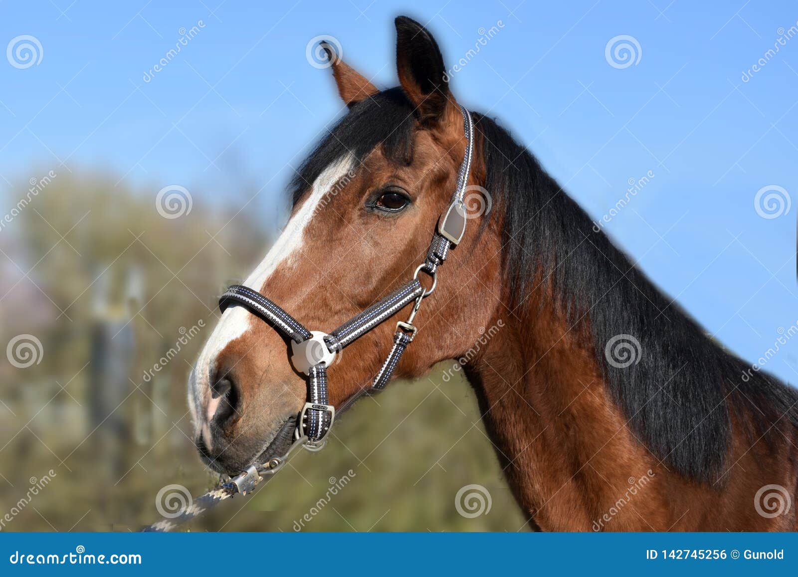 Tête d'un cheval brun photo stock. Image du vieux, pâturages - 142745256