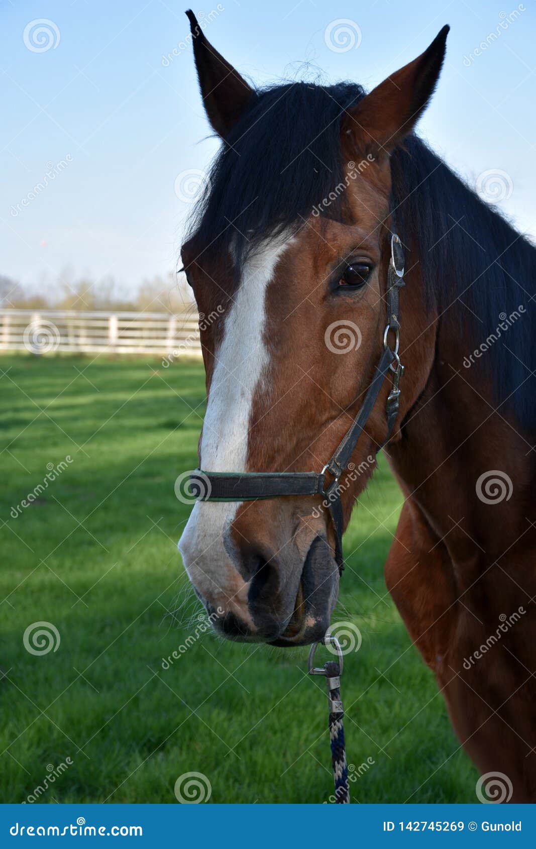 Tête d'un cheval brun image stock. Image du clôturé - 142745269