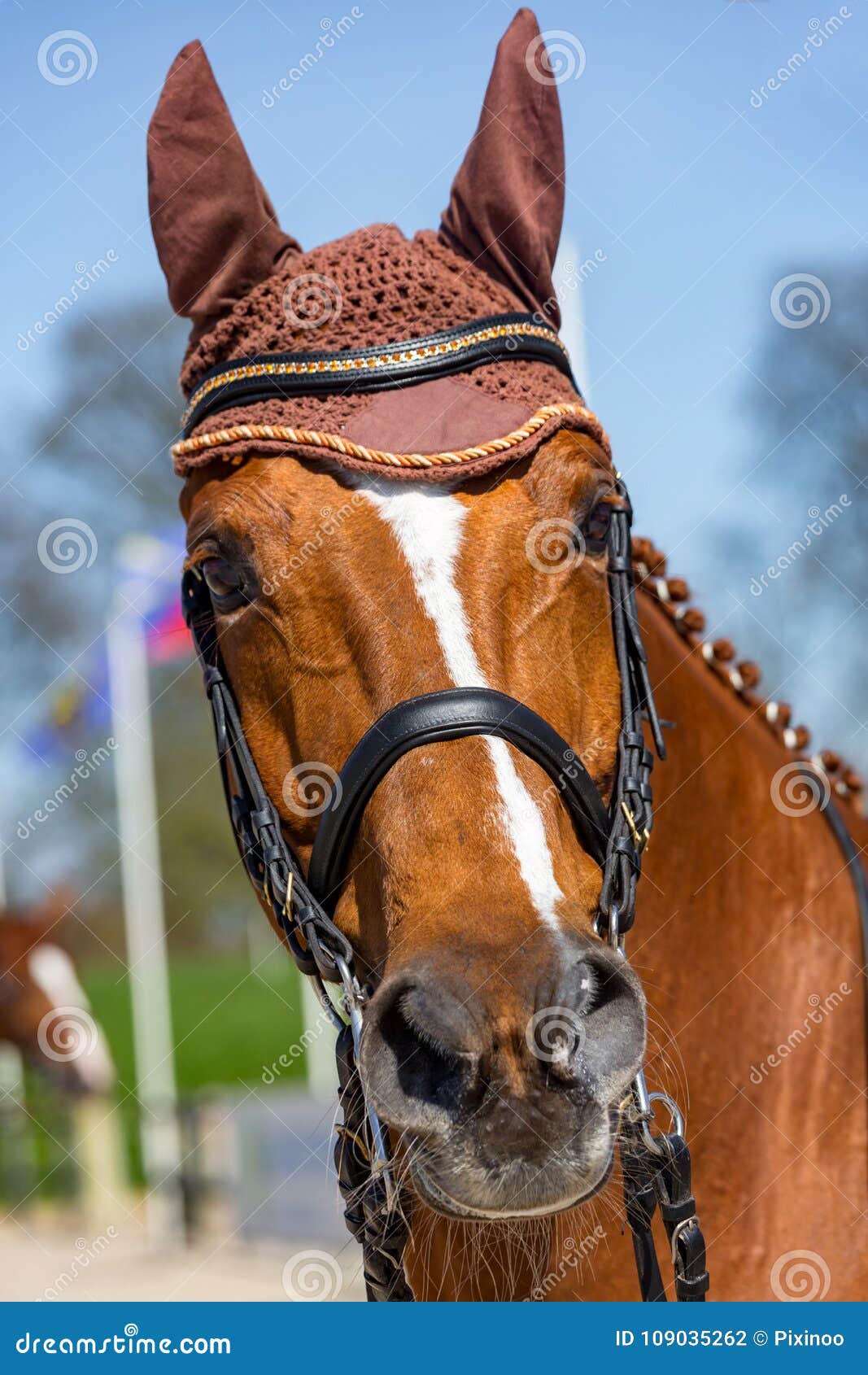 Tête D'un Cheval De Dressage Utilisant Un Chapeau D'anti-mouche Photo stock  - Image du capuchon, équestre: 109035262