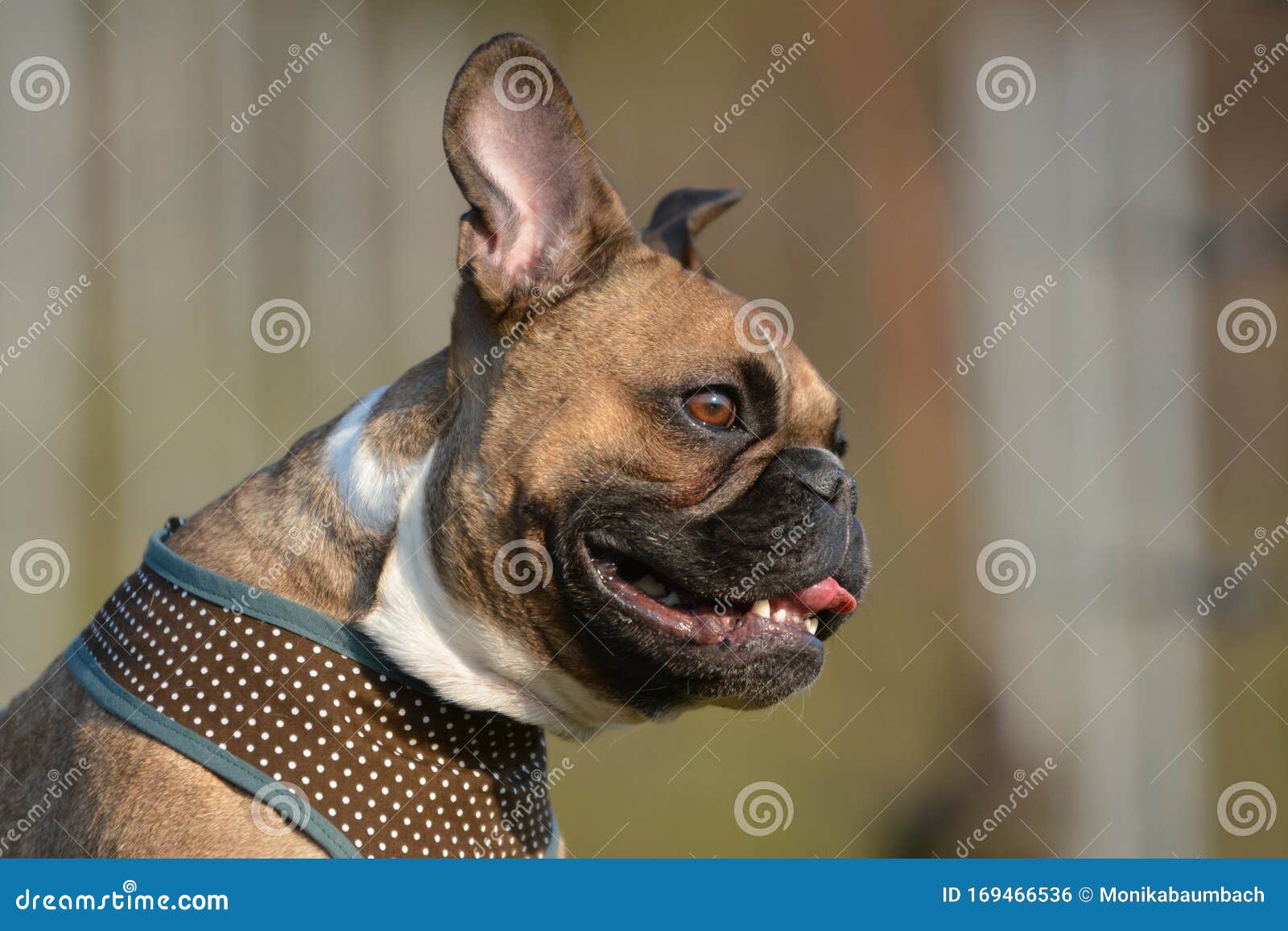 Tête D'un Chien Marron De Bouledogue Français Avec Le Masque Et Le