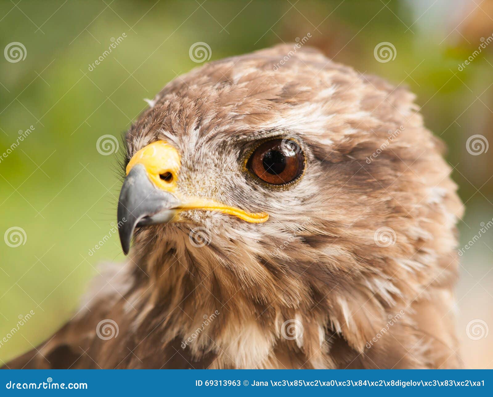 Tête de buse commune image stock. Image du oeil, oiseau - 69313963