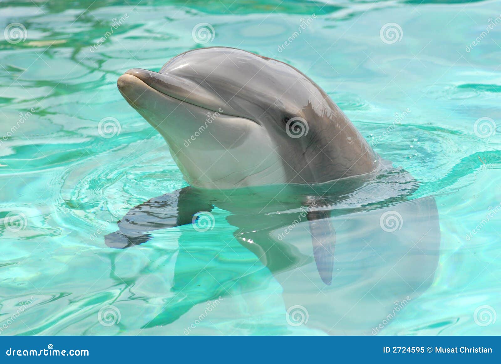 Tete De Dauphin Image Stock Image Du Dauphin Tete 2724595