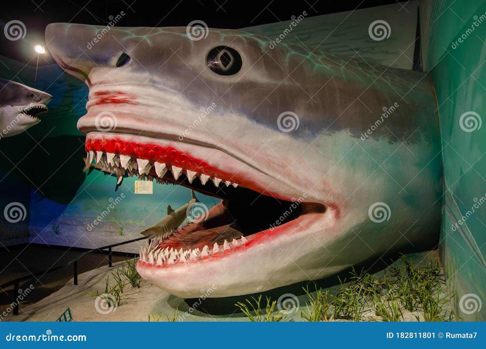 Requin De Megalodon Photos Libres De Droits Et Gratuites De Dreamstime Requin De Megalodon Photos Libres De Droits Et Gratuites De Dreamstime