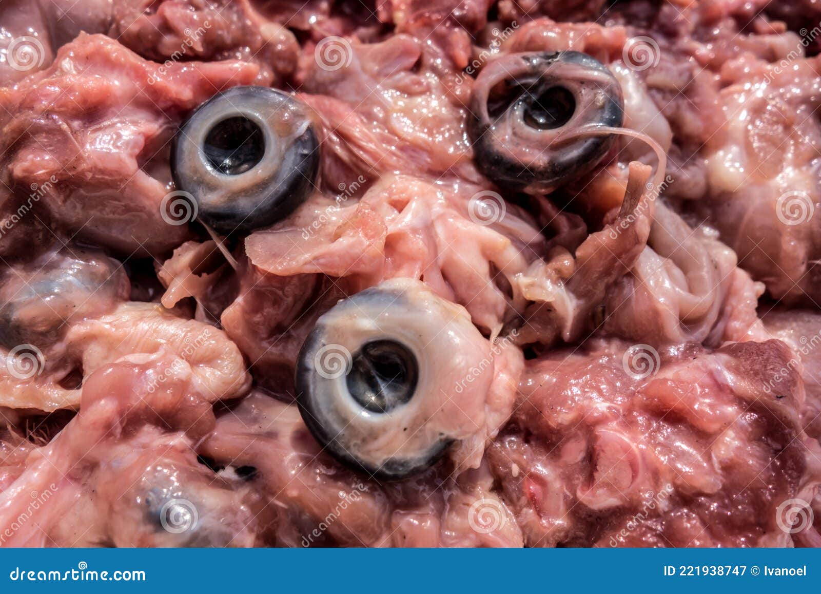 Tetes De Poulet Crus Ecrasees Avec Des Yeux Separes Nourriture Pour Chat Image Stock Image Du Domestique Tete Tetes De Poulet Crus Ecrasees Avec Des Yeux Separes Nourriture Pour Chat Image Stock Image Du Domestique Tete