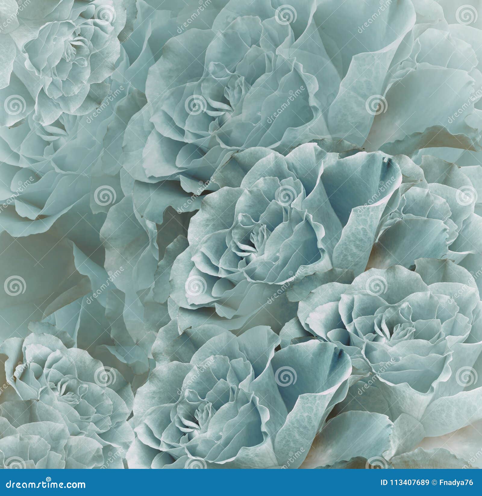 Turkis Weisser Schoner Mit Blumenhintergrund Tulpen Und Winde Auf Einem Weissen Hintergrund Blumenstrauss Von Blumen Von Den Hellpur Stockbild Bild Von Aufbau Collage 113407689