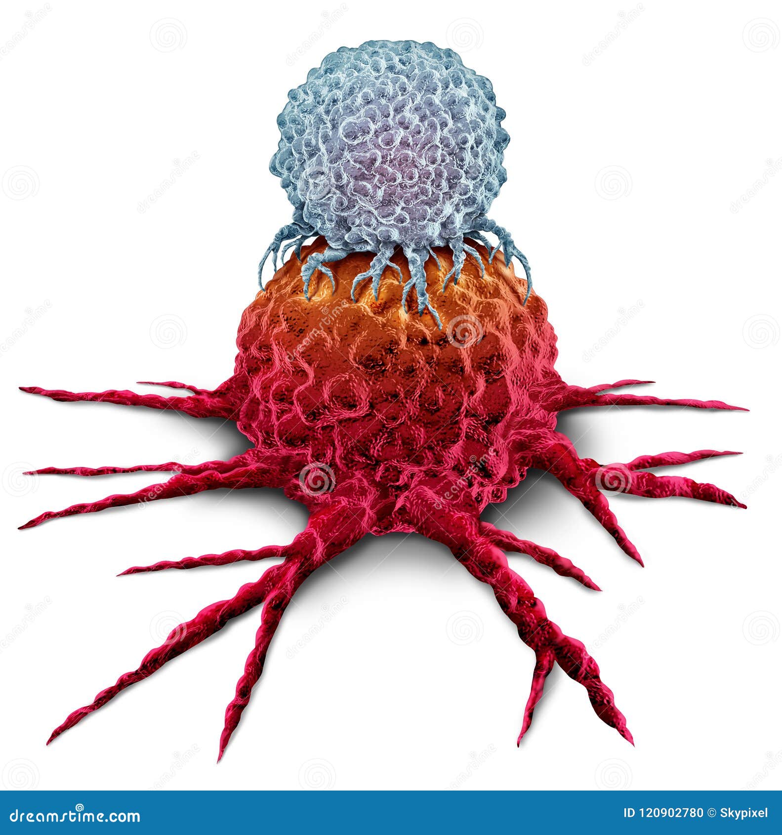 t cell attacking cancer tumor