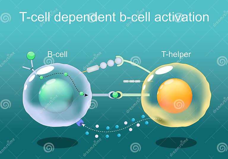 helper t cells aid in b cell activation by