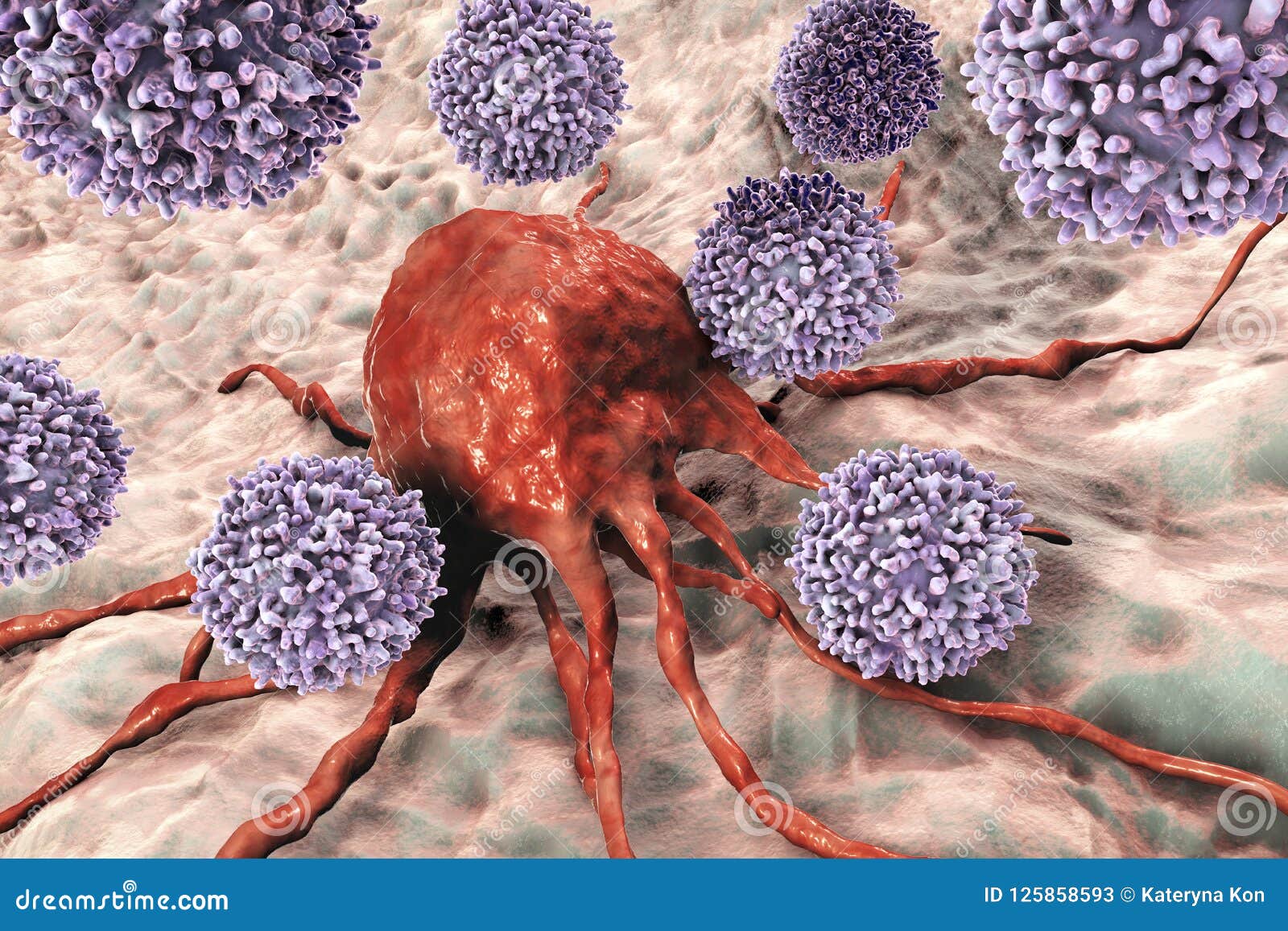 t-lymphocytes attacking cancer cell