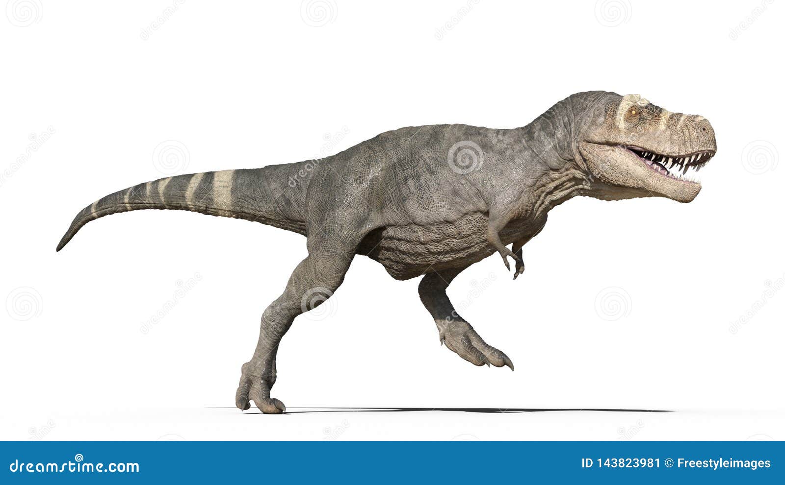 T-Rex Dinosaur, Tyrannosaurus Rex Reptile Running, Prehistoric Jurassic  Animal Isolated on White Background, 3D Rendering Stock Illustration -  Illustration of ancient, dinosaurus: 143823981