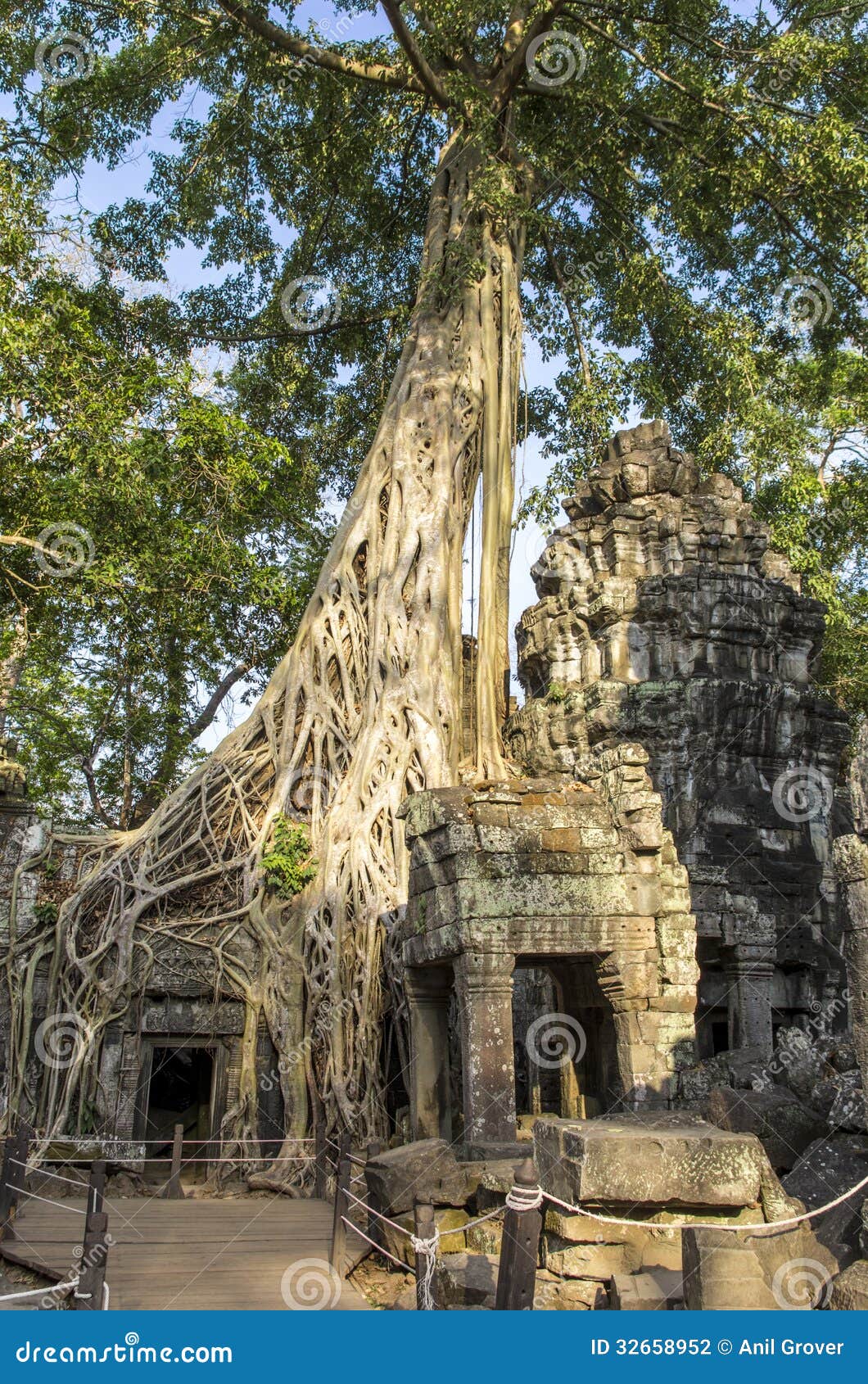 ta prohm ruins entwined by giant roots