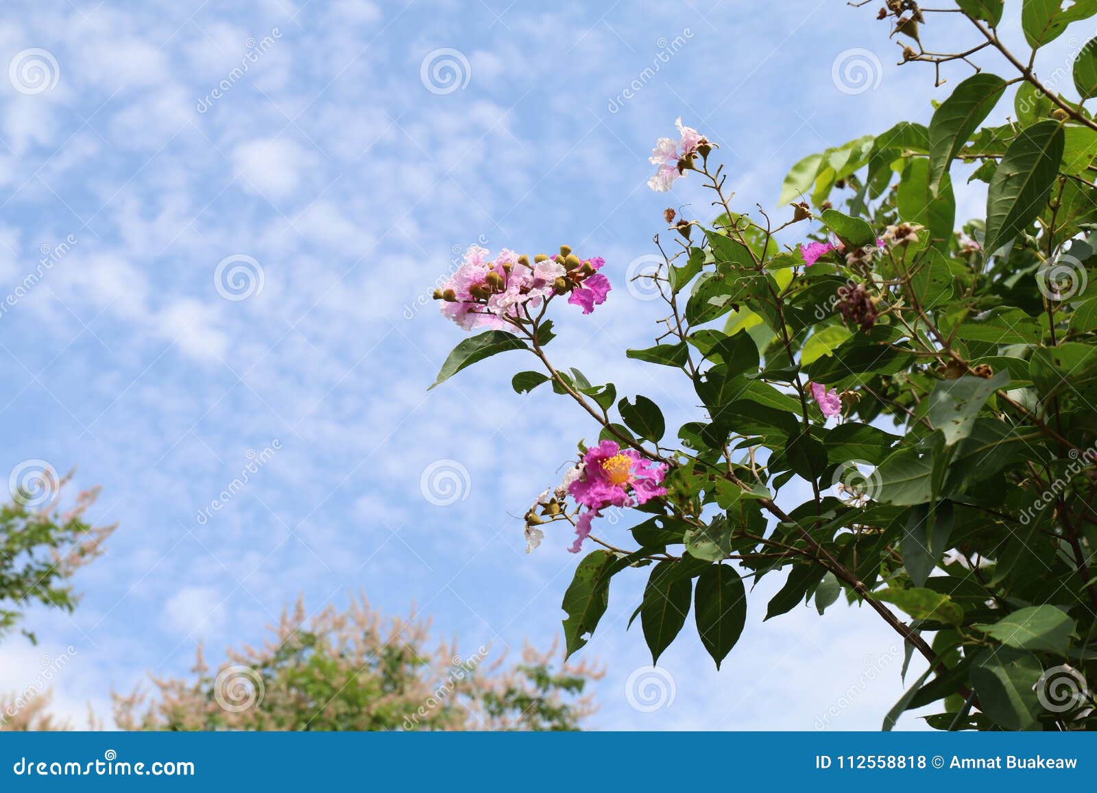 Tabak Flowers Thai Word Lagerstroemia Floribunda Flower, Lythraceae ...