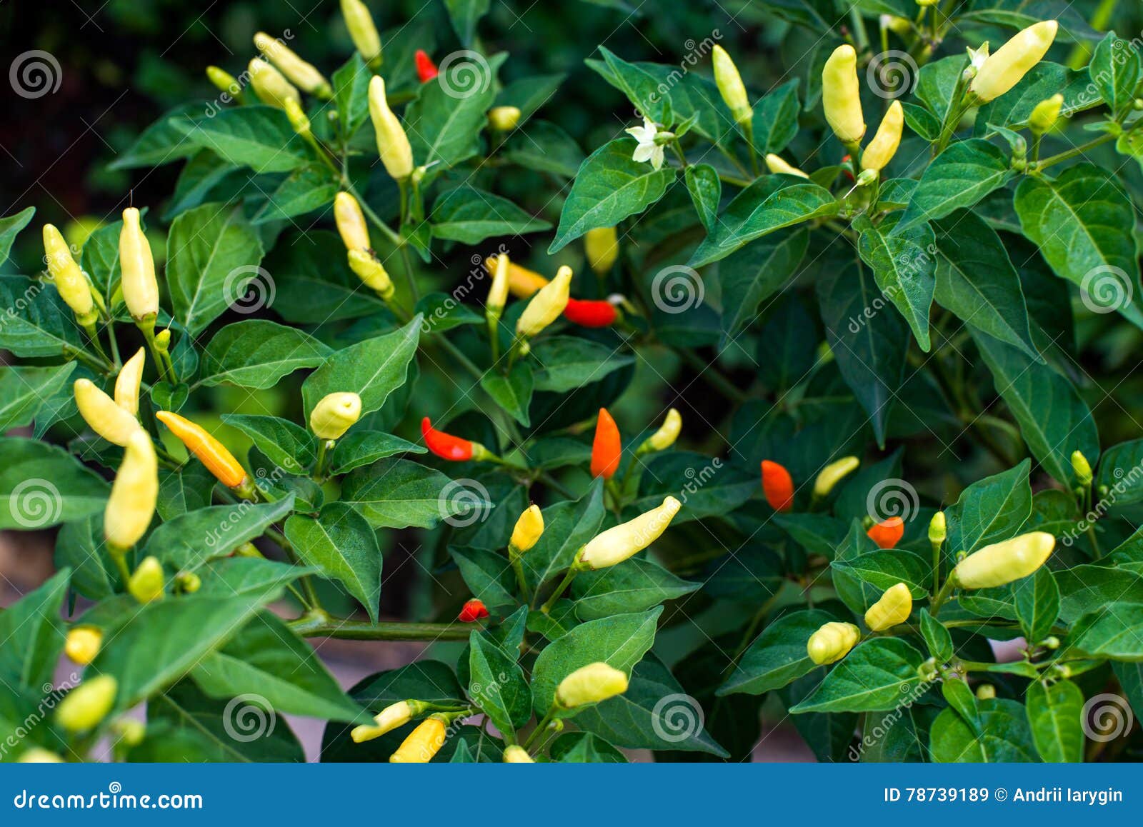 Tabasco hot pepper stock image. Image of spicy, organic 78739189