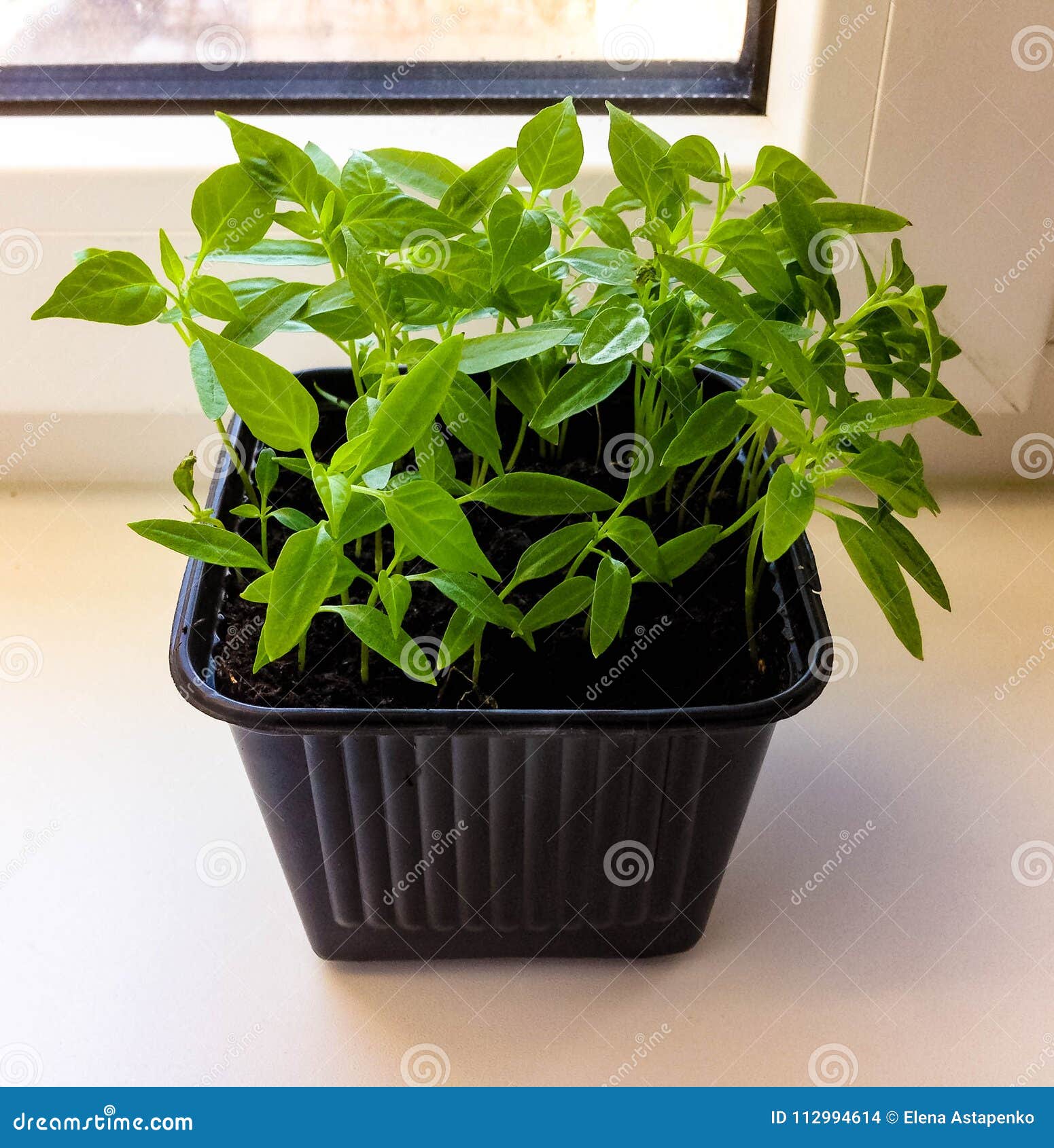 Tabasco pepper in a pot stock photo. Image of greenhouse 112994614