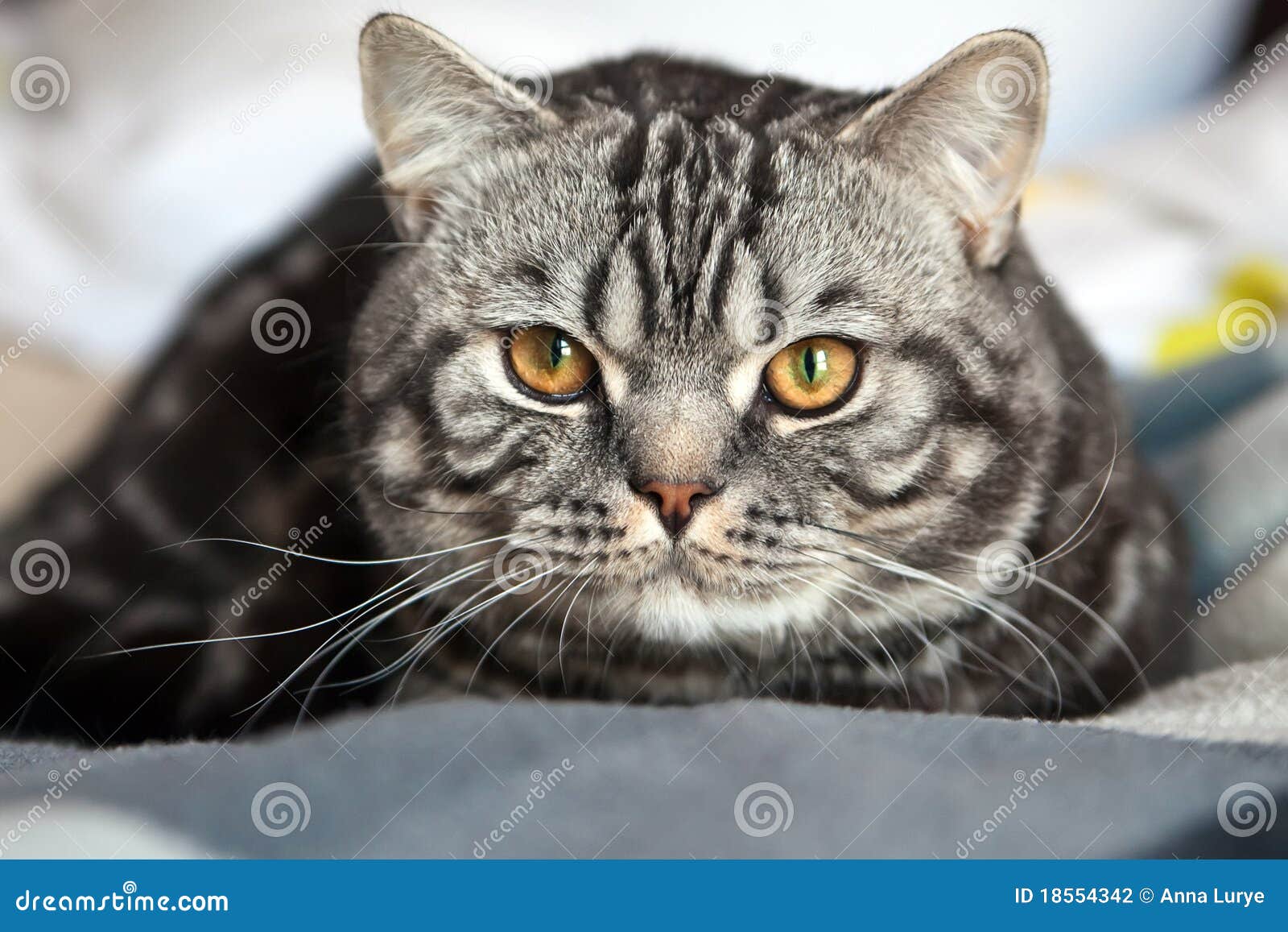 British Shorthair Cat Adoption – Cute of Animals