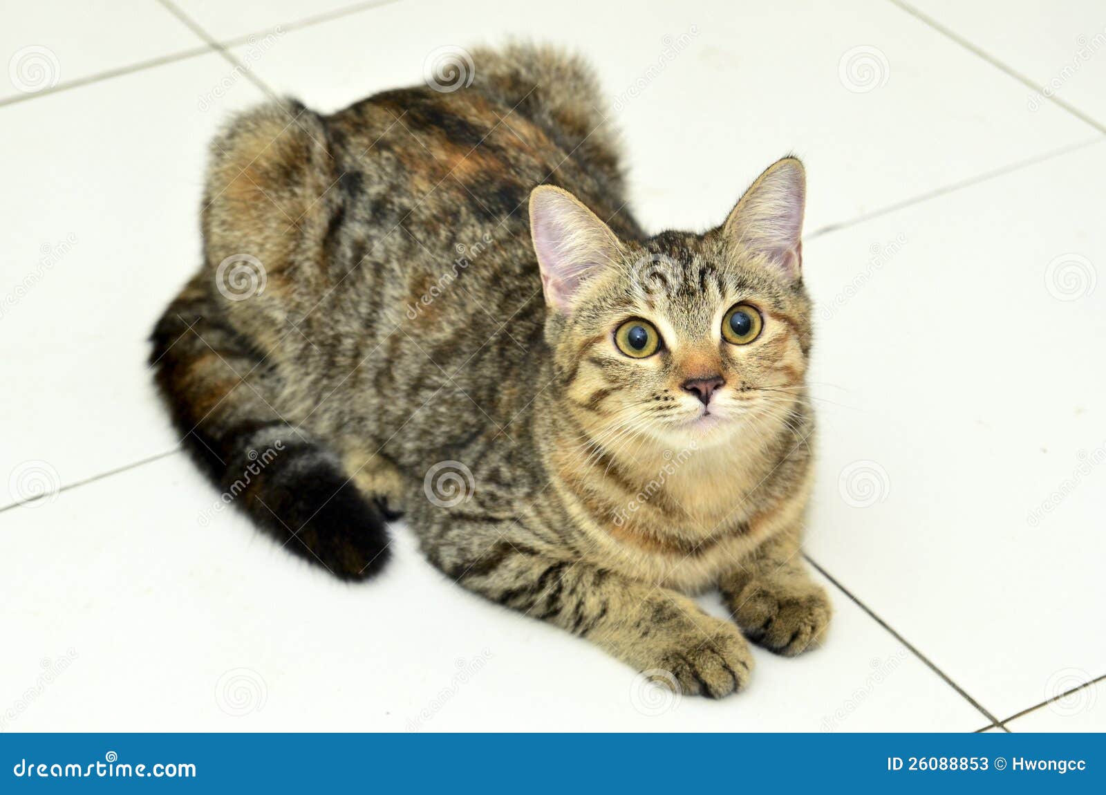 Tabby cat stock image. Image of color, yellow, tranquil 26088853